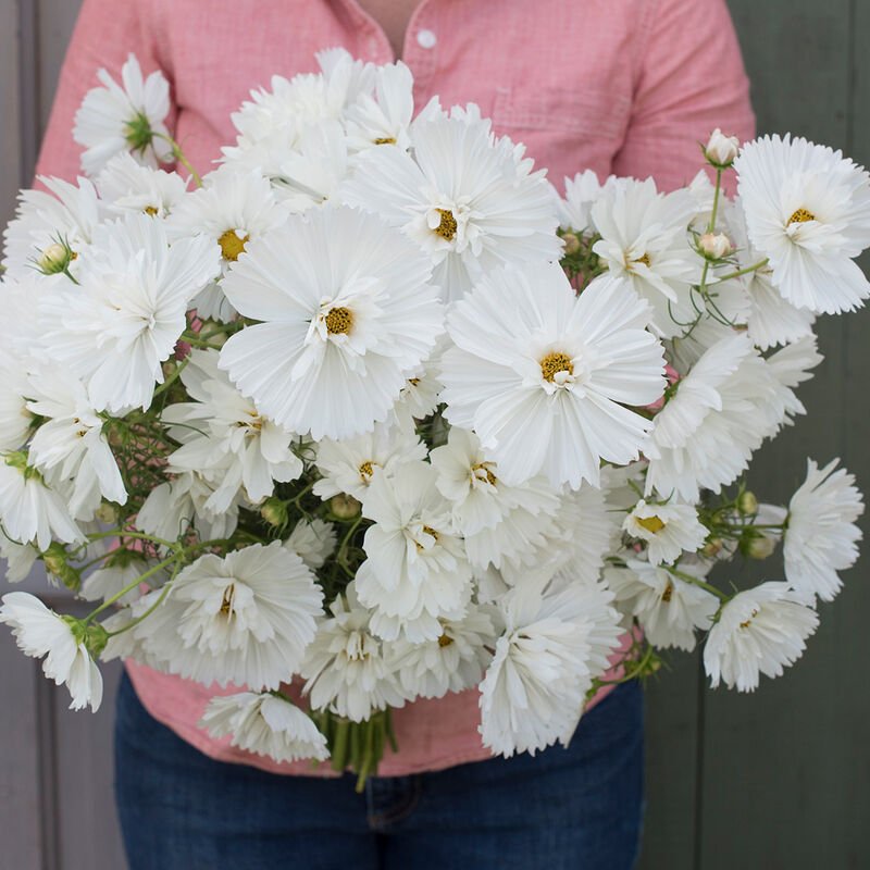 Cosmos Plant- Fizzy White
