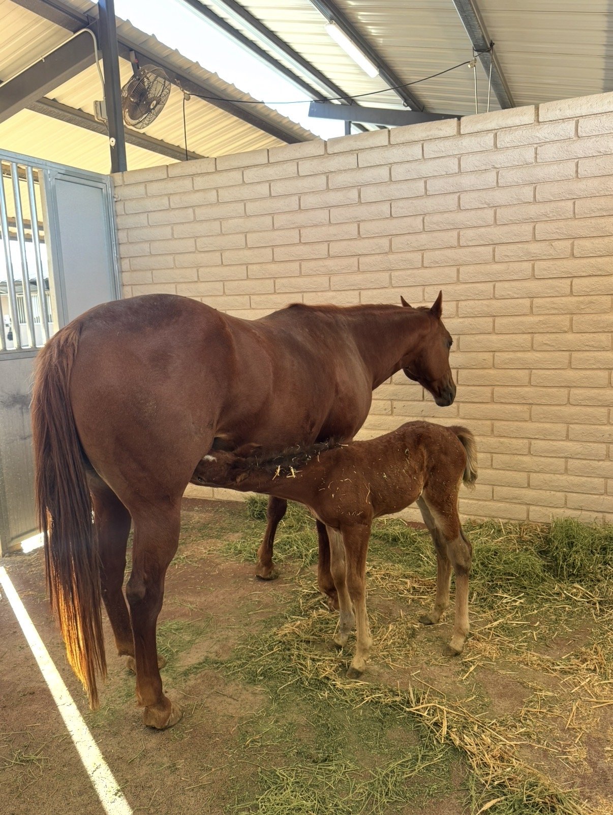 Equine ICU in Tucson