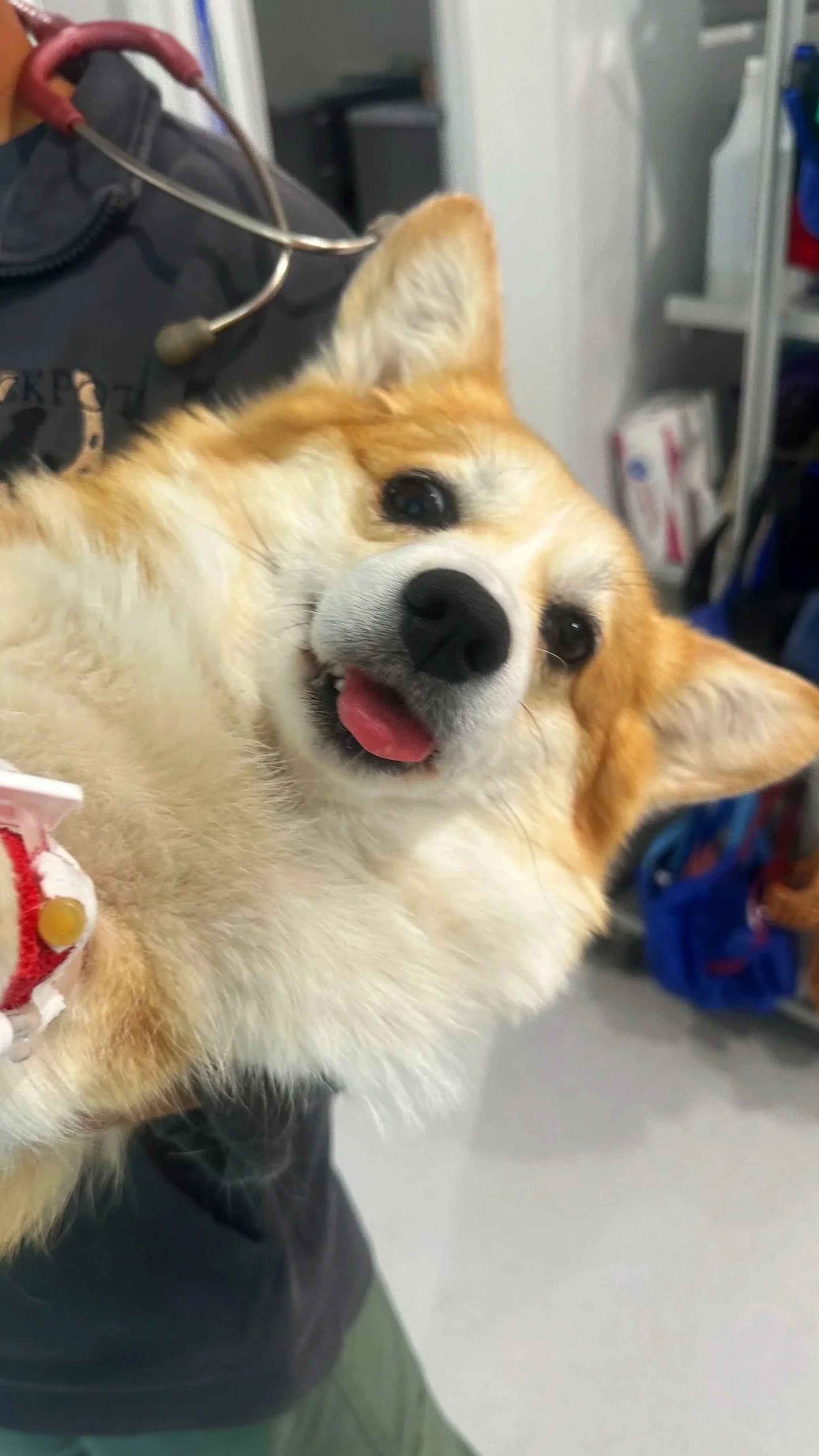 Healthy Mouth, Healthy Pet