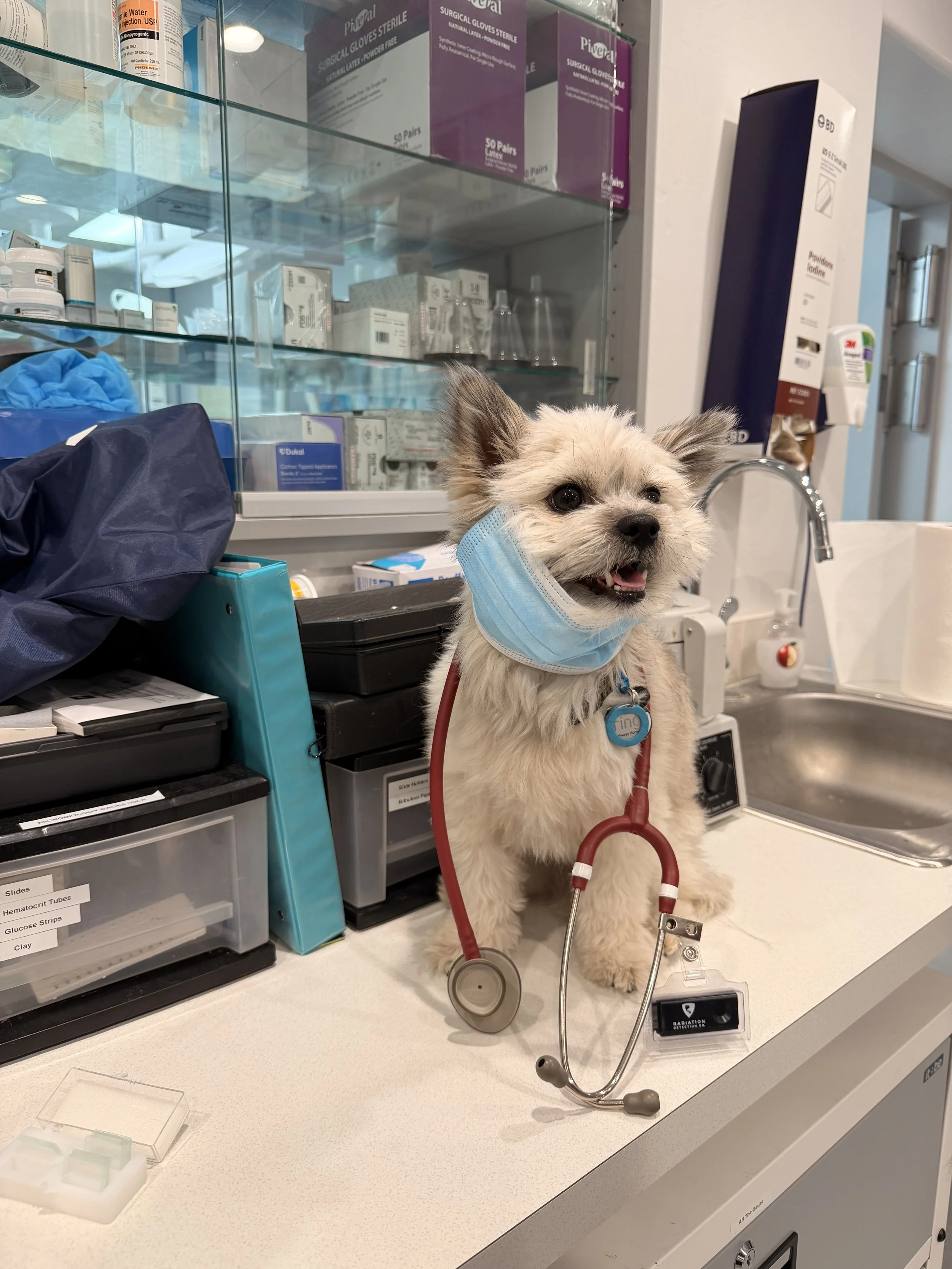 Pet Vaccinations: Why Staying Up to Date Matters for Dogs, Cats, and Horses