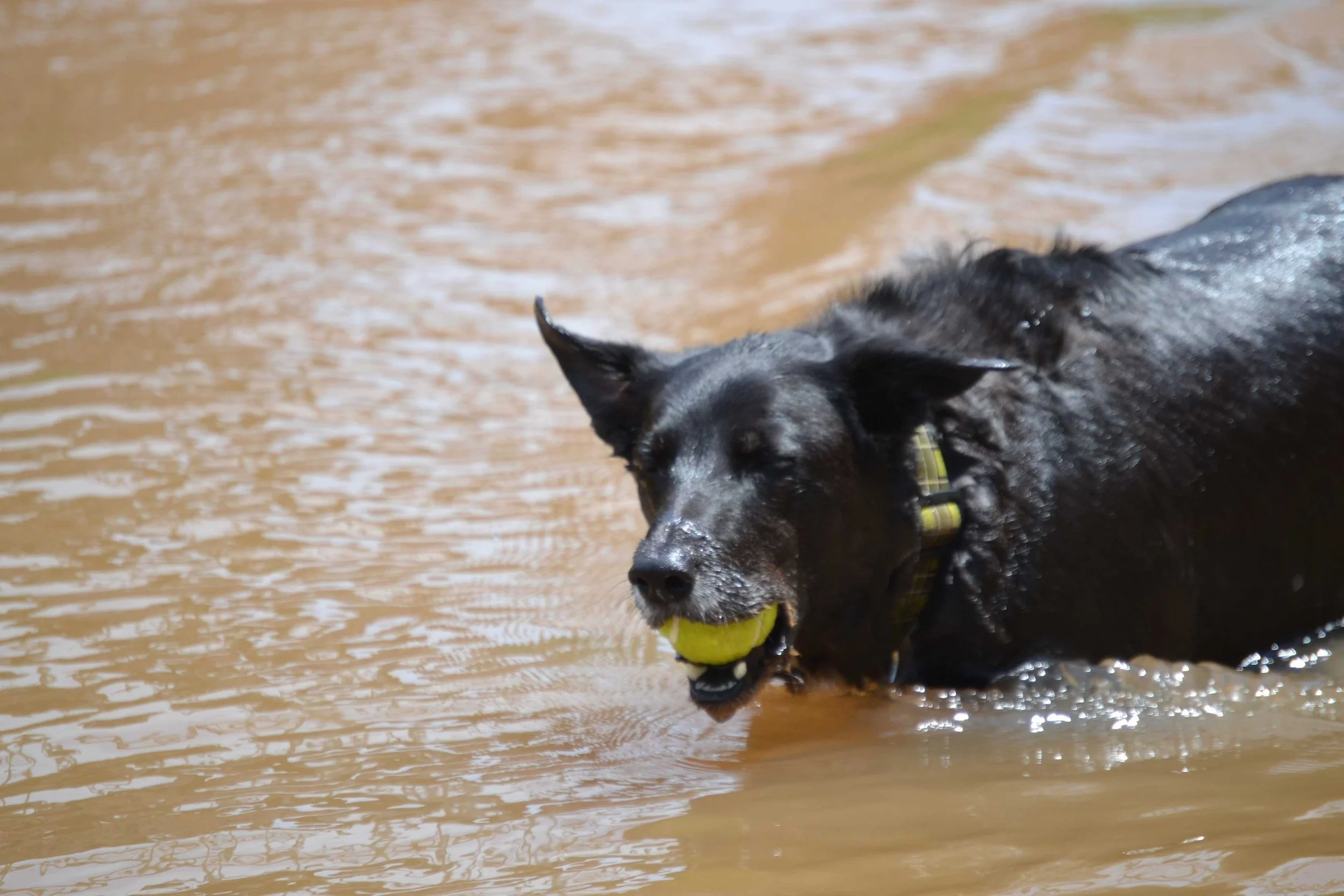 Leptospirosis in Dogs in Tucson, AZ: How to Keep your Dog Protected