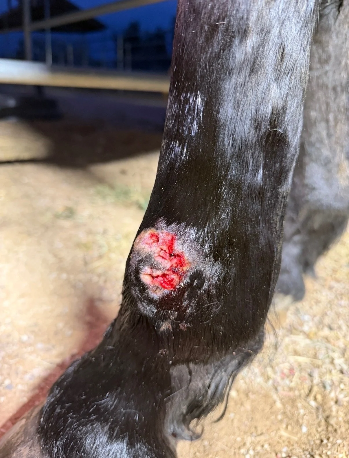 Pigeon Fever in Tucson Horses: Signs, Limb Swelling, Treatment &amp; Prevention