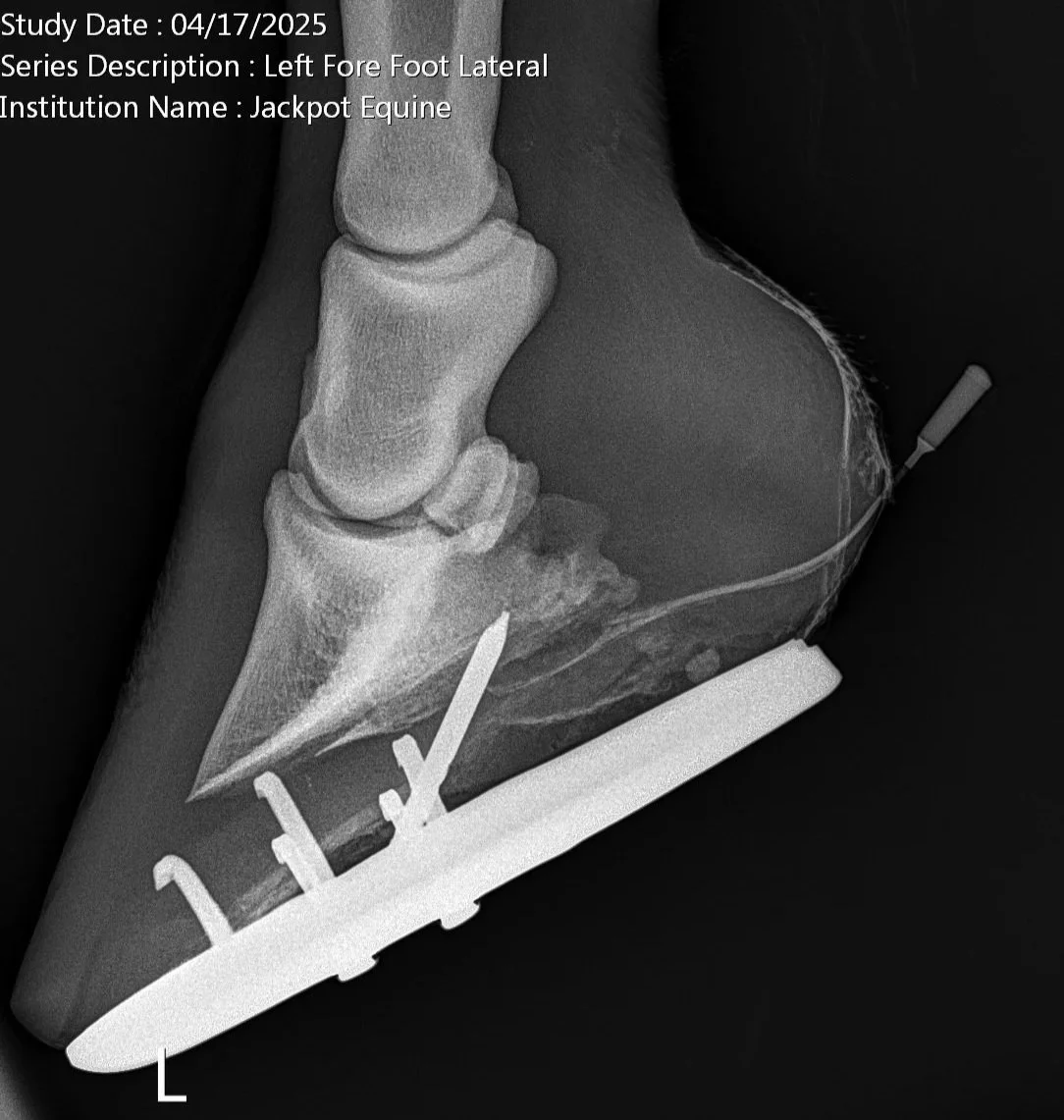 What To Do If Your Horse Steps on a Nail (Street Nail Emergency Guide)