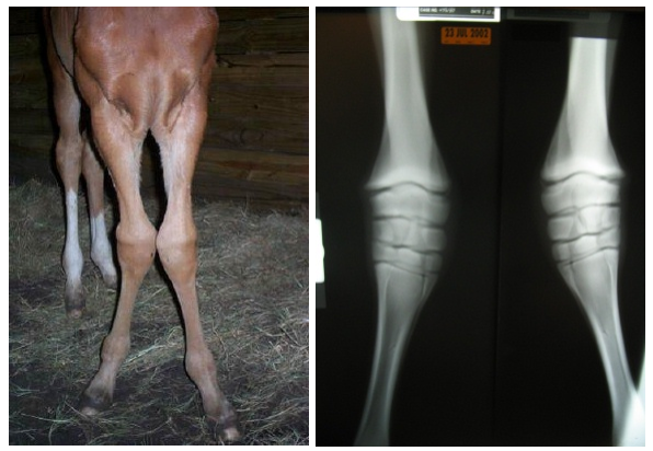 Angular Limb Deformities in Foals: Early Signs, Causes &amp; Treatment Options
