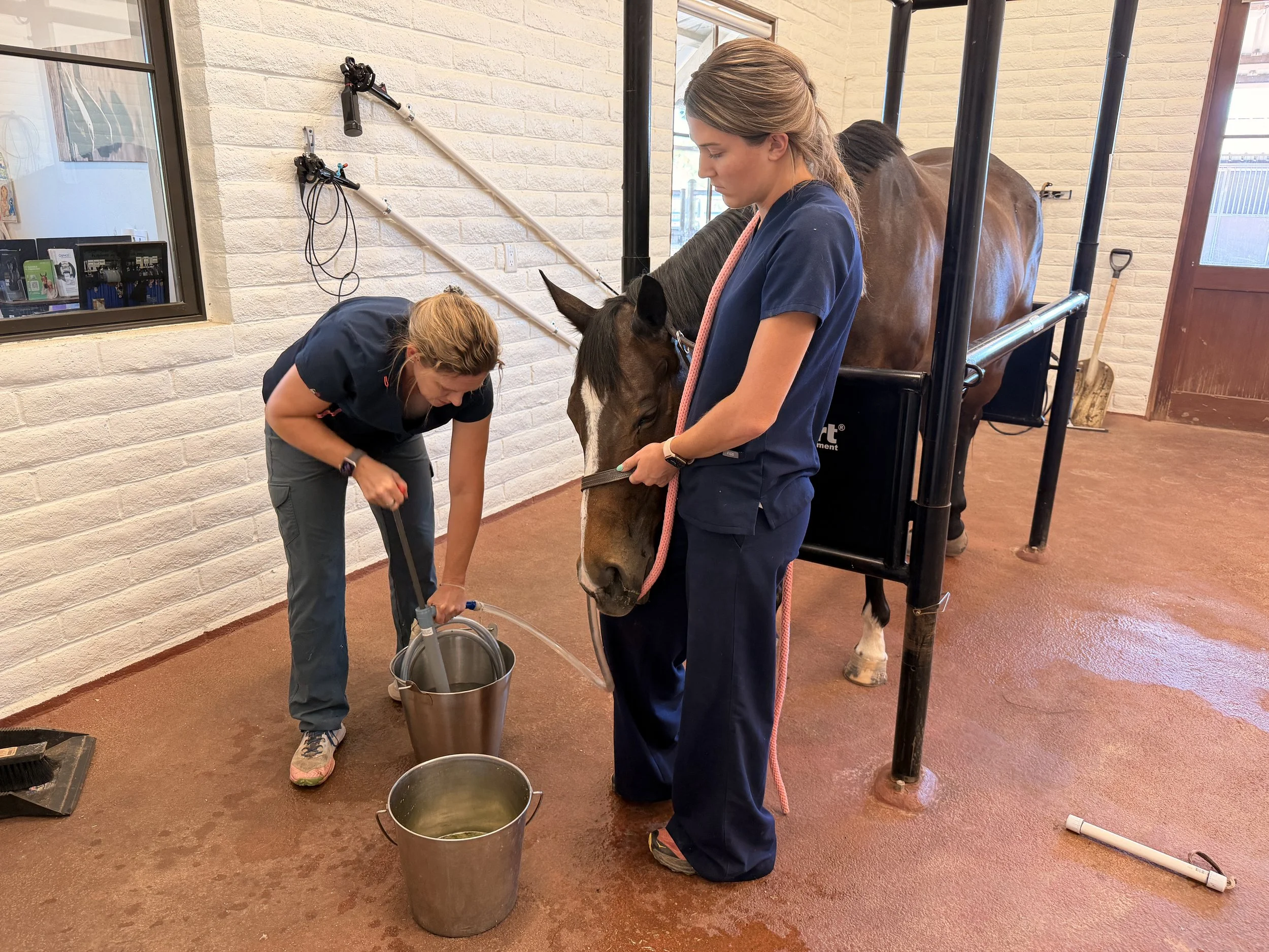 Horse Colic: What Every Horse Owner Needs to Know