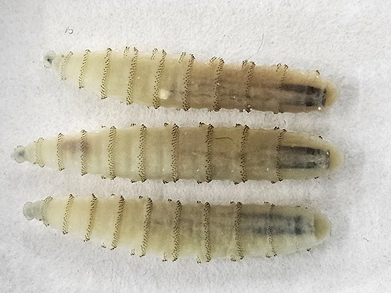 New World Screwworm Update for Arizona Horse and Livestock Owners