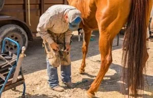 Save the Date: Farrier Imaging Clinic (Tentative)