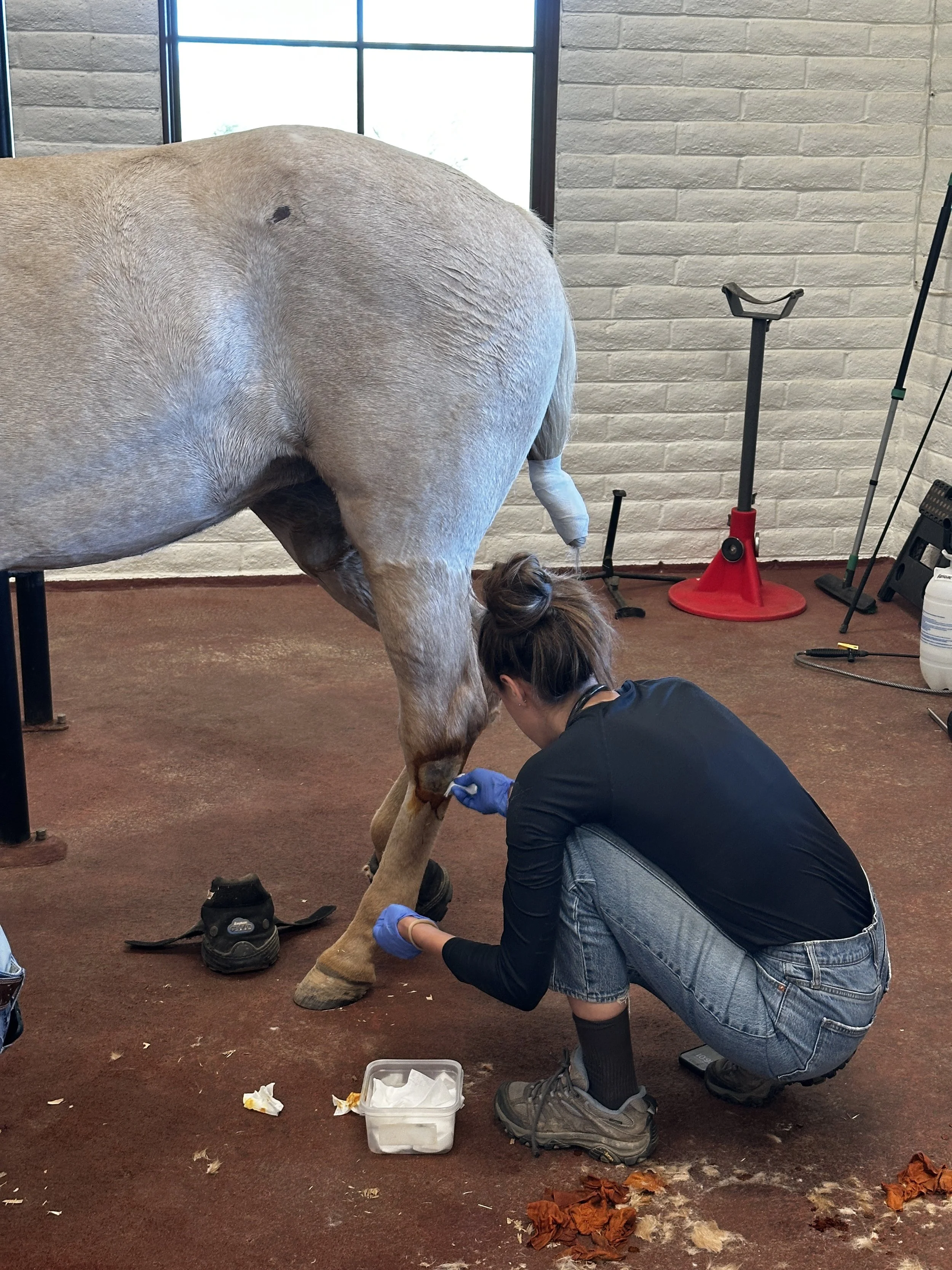 Equine Sports Medicine &amp; Regenerative Medicine