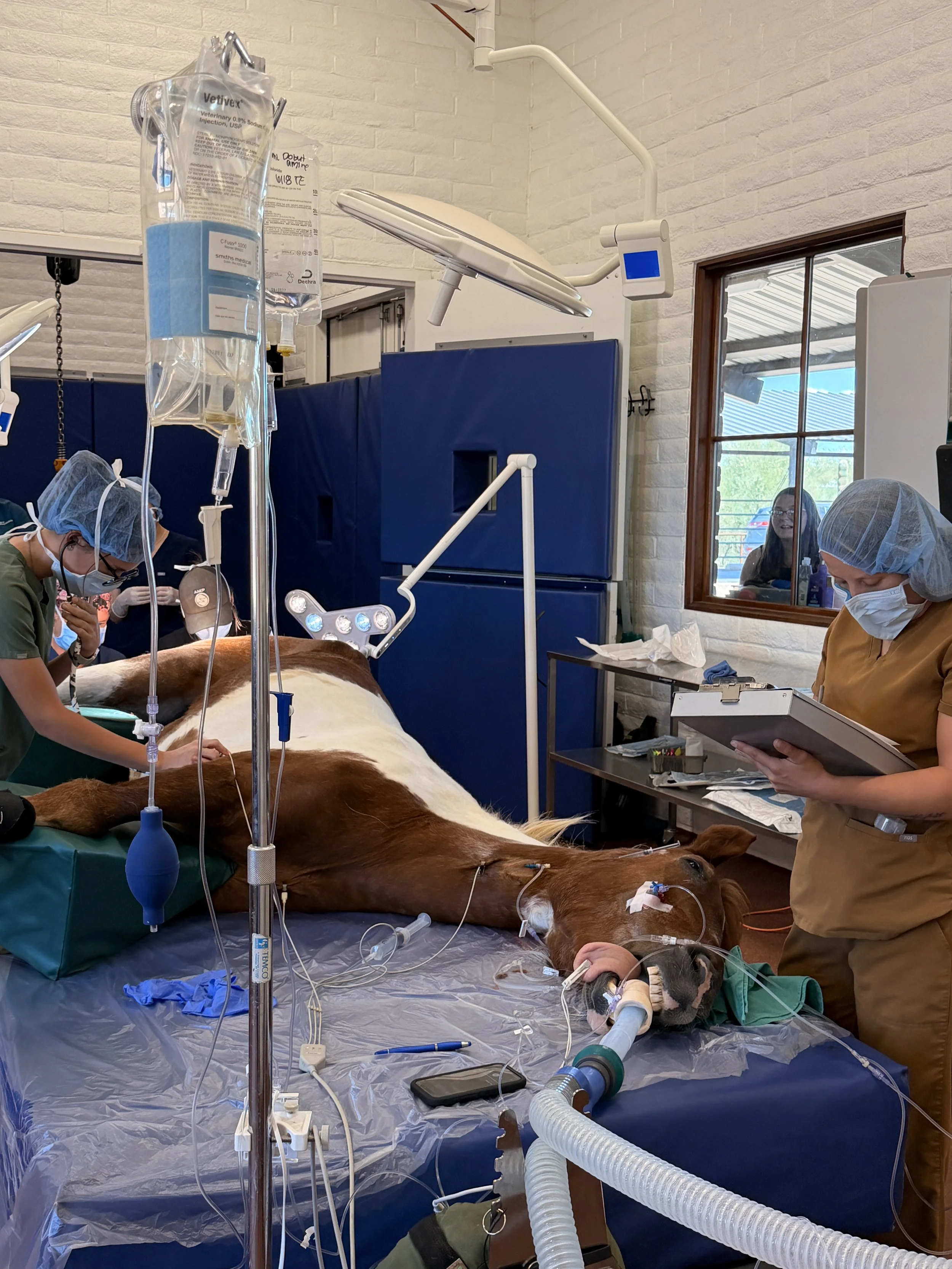 Preparing Your Horse for Surgery: What Horse Owners Should Know