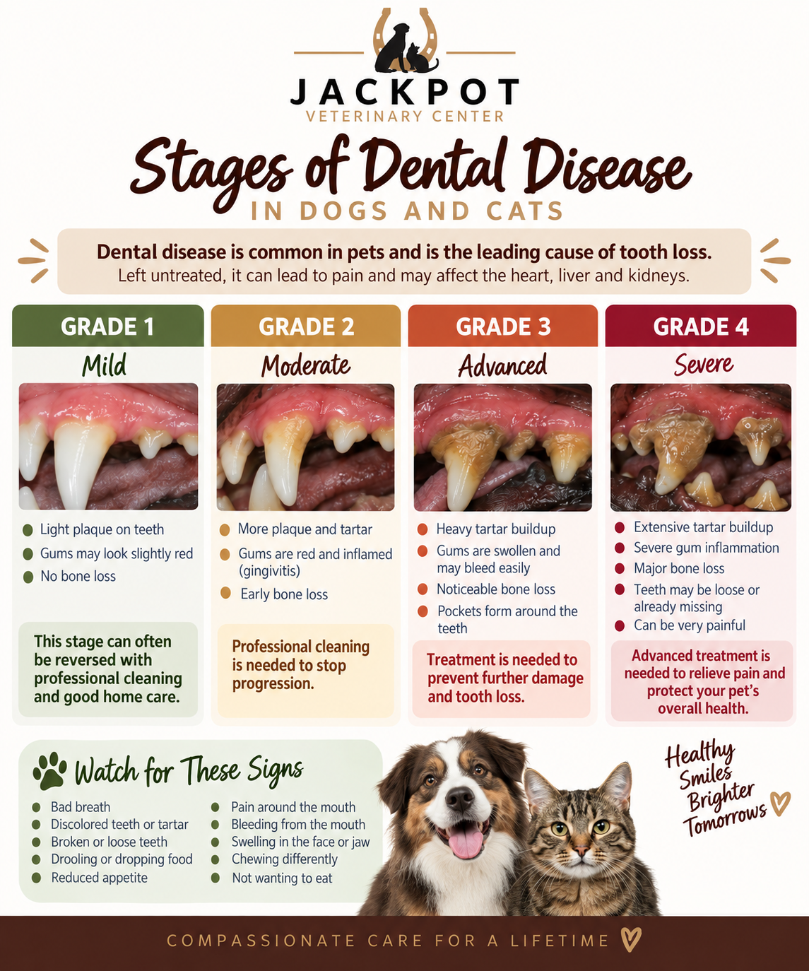 Periodontal Disease in Cats &amp; Dogs: Why Dental Health Matters