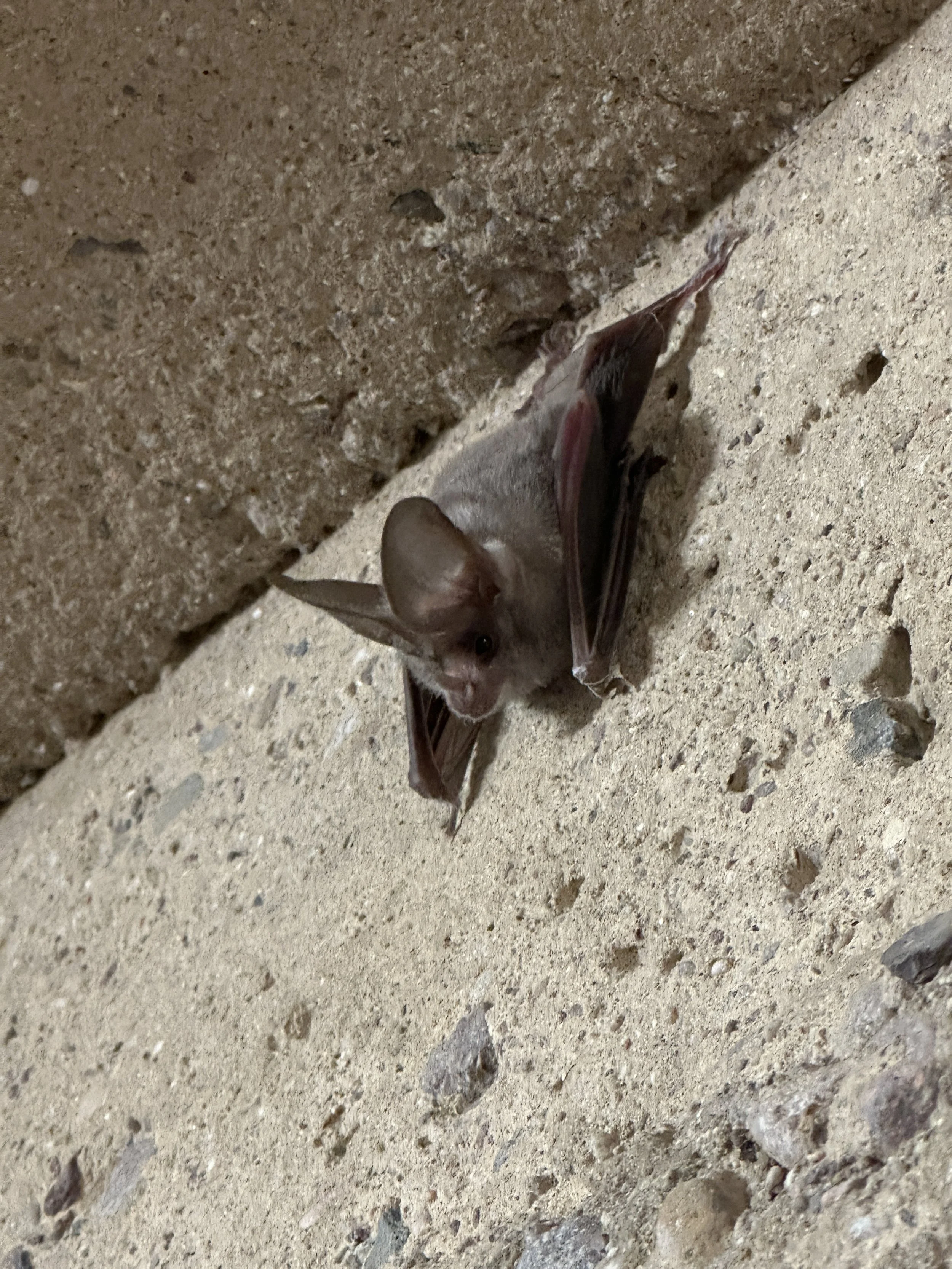 World Rabies Day: Rabies in Tucson