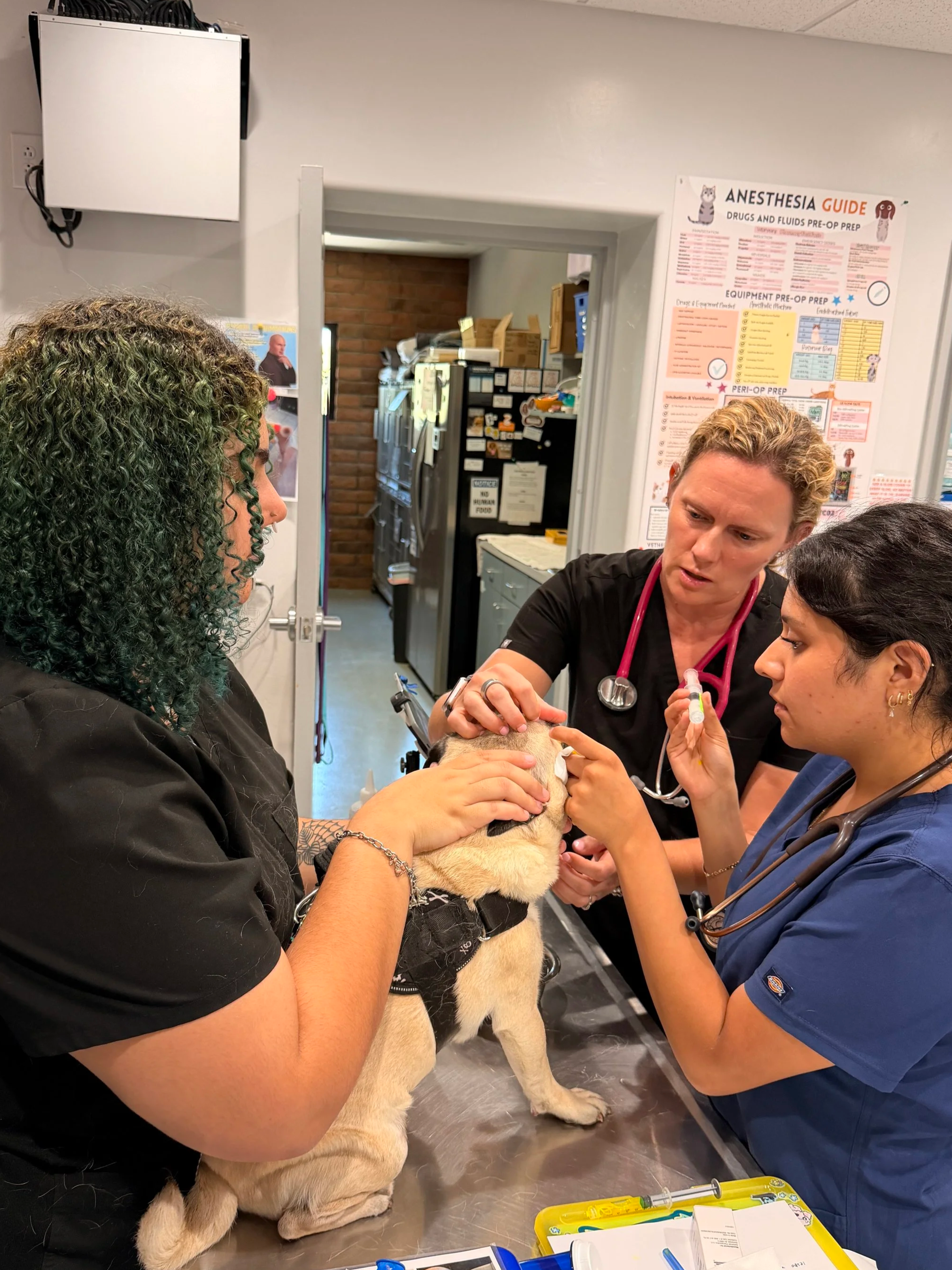 How to Tell if Your Dog or Cat Is in Pain: Signs Pet Owners Should Know