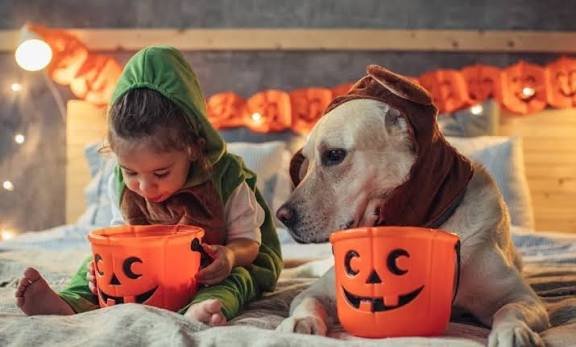 Trick or Treatment? Halloween Hazards Every Pet Owner Should Know