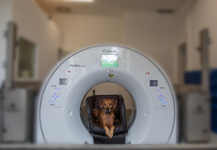 Brown dog laying in a Qalibra CT machine.