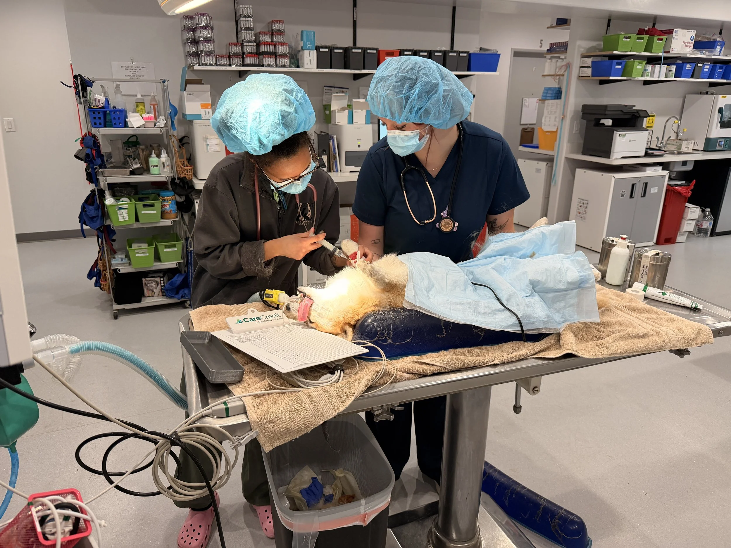 Two veterinary professionals, wearing scrubs, masks, and surgical caps, examine an animal on an operating table within a medical facility.