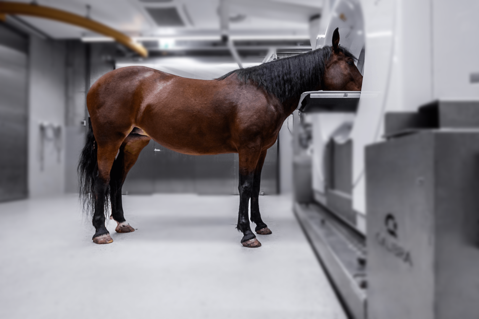 Brown horse standing in a Qalibra CT machine
