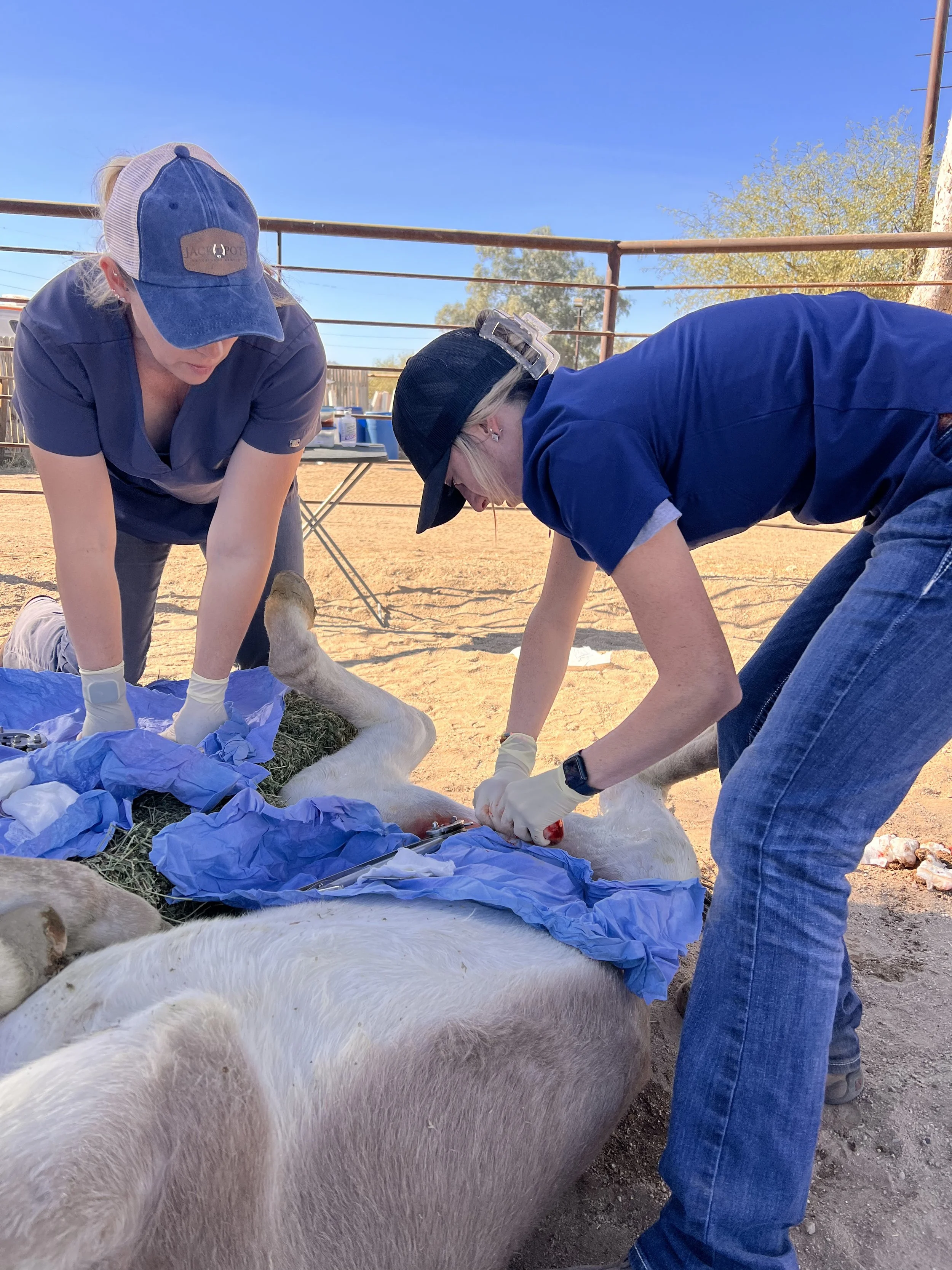 Two people wearing gloves and hats bandaging a pig in an outdoor farm setting with a clear blue sky.