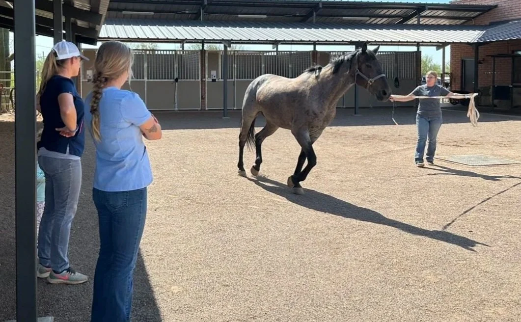 Veterinarian performing x-rays on a horse