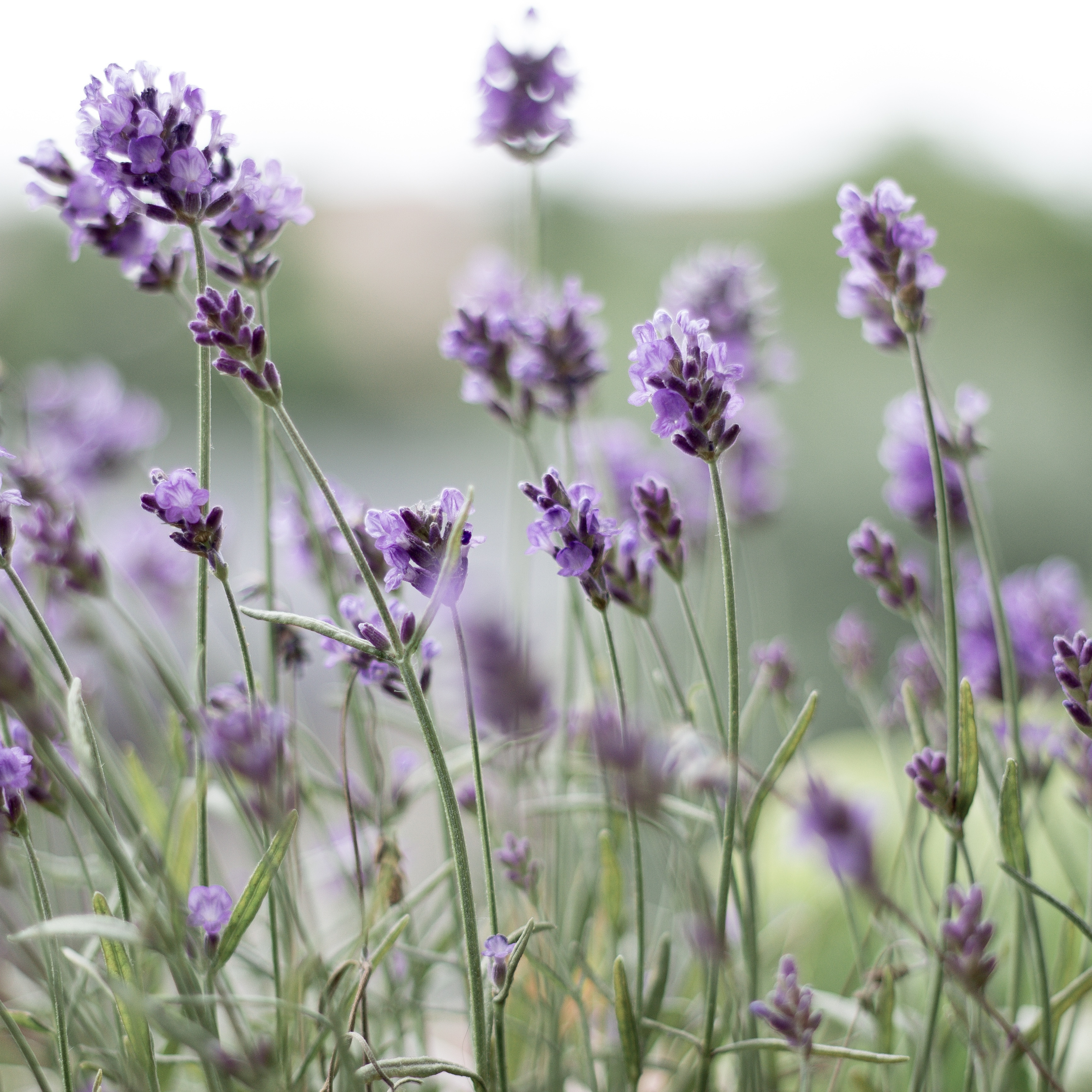 Lavender: A Return to Calm