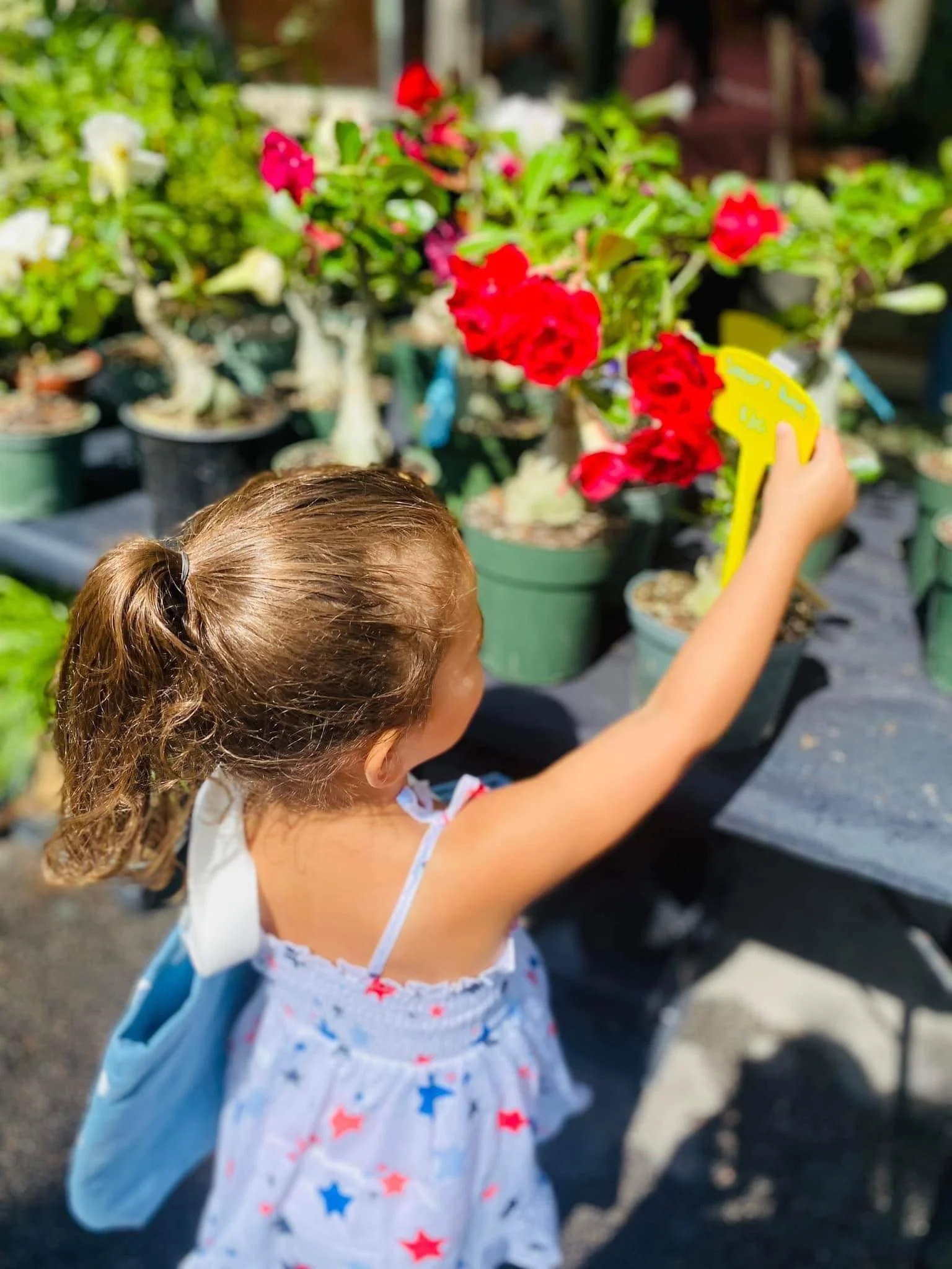 Farmer's Market - Brittany Lynn.jpeg