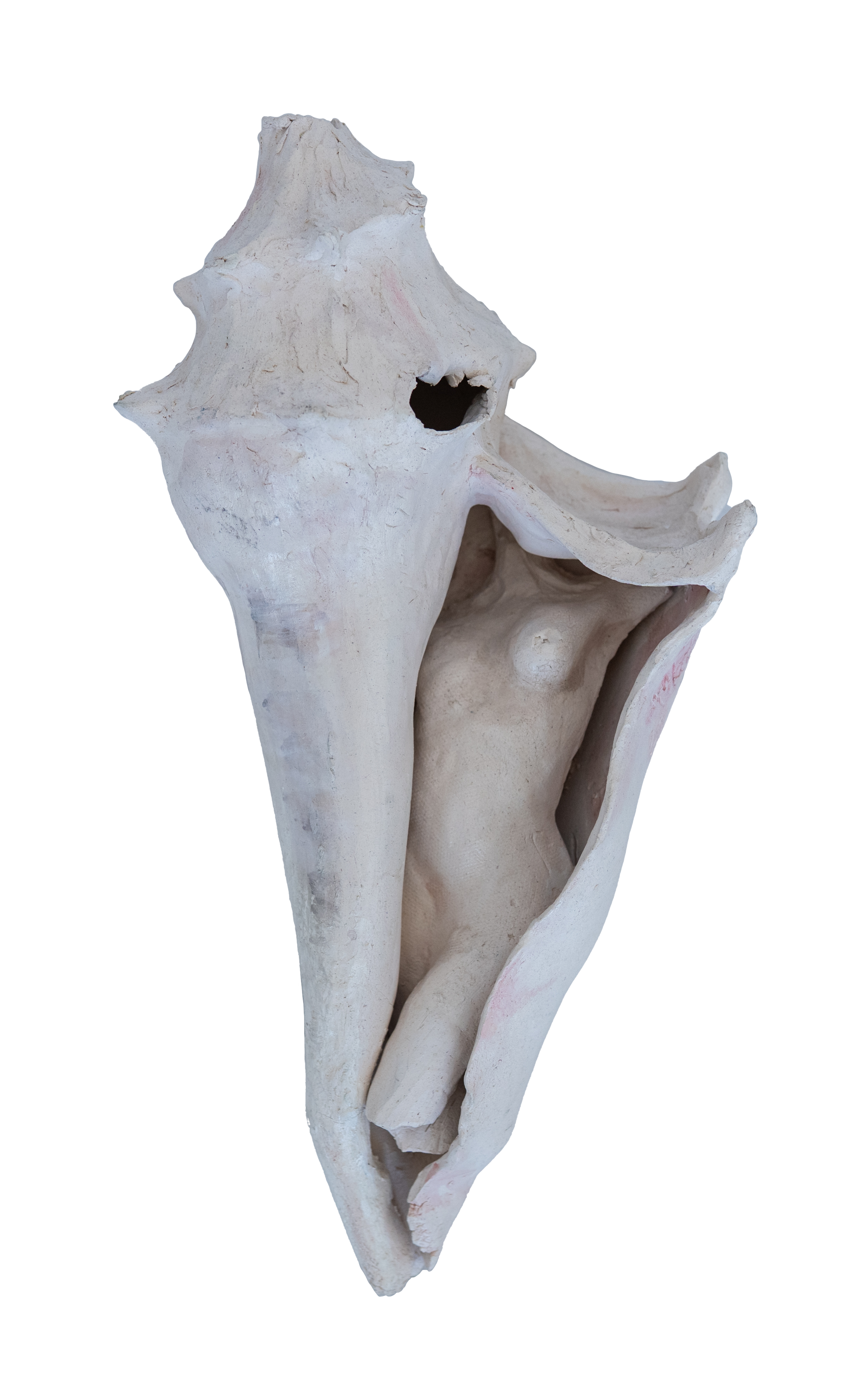 notta_conch.png