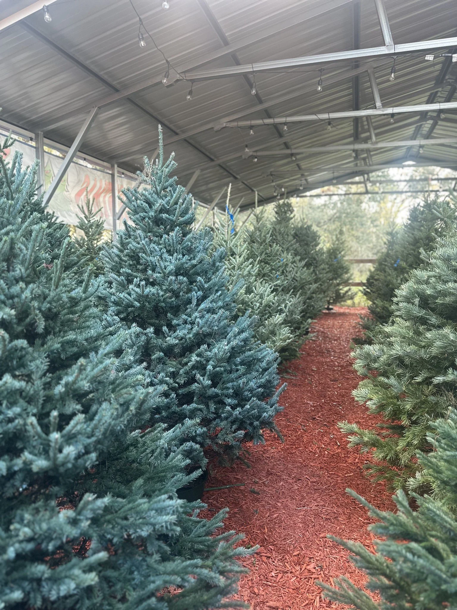 Thormeier Christmas Trees 1.jpg