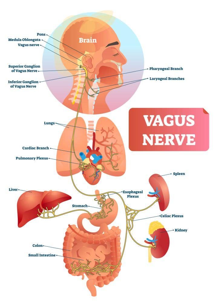 The Vagus Nerve: The Body’s Calm Pathway You Can Strengthen Naturally