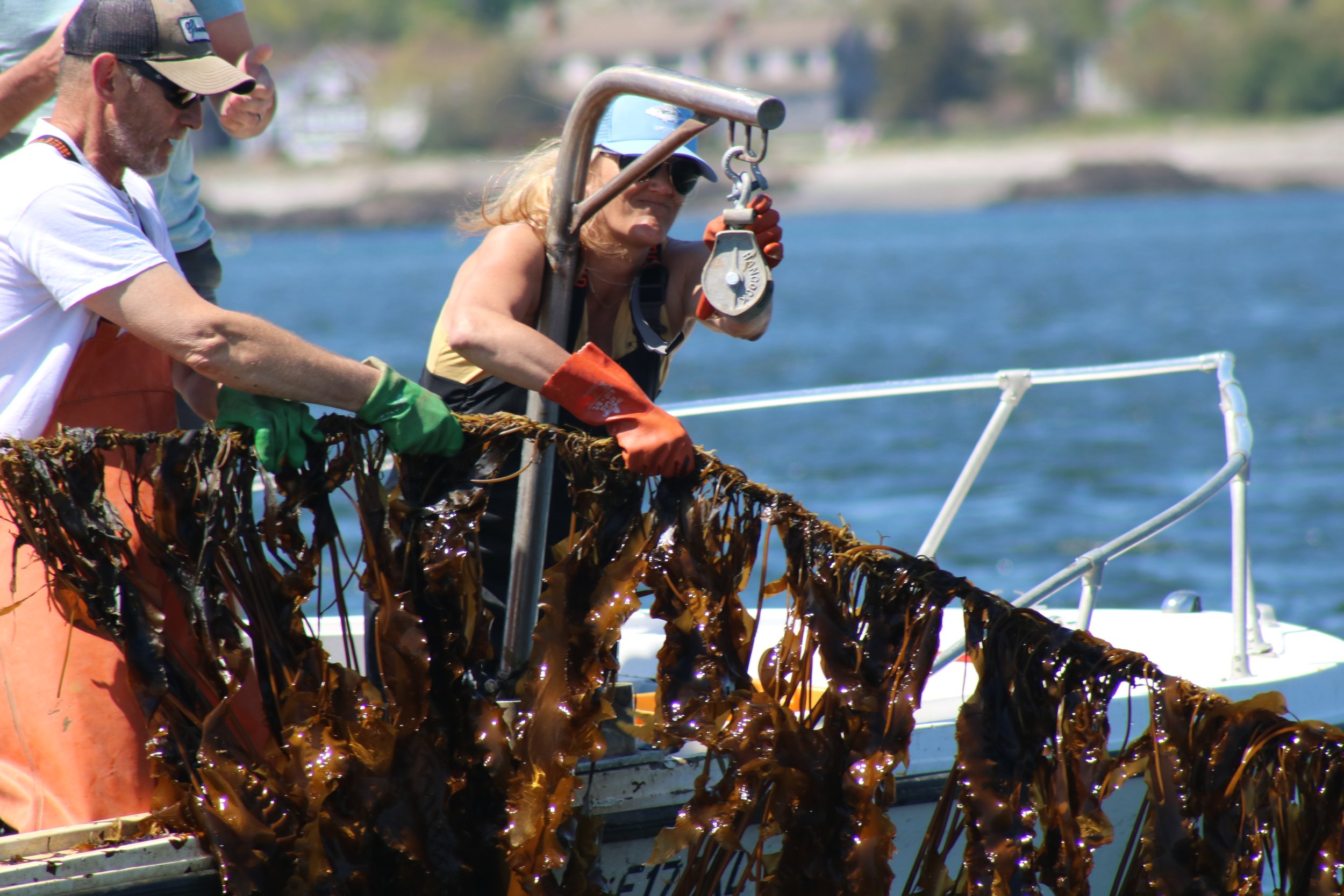 Potter works to pull kelp lines in with the help of friend Gunnar Ek.JPG