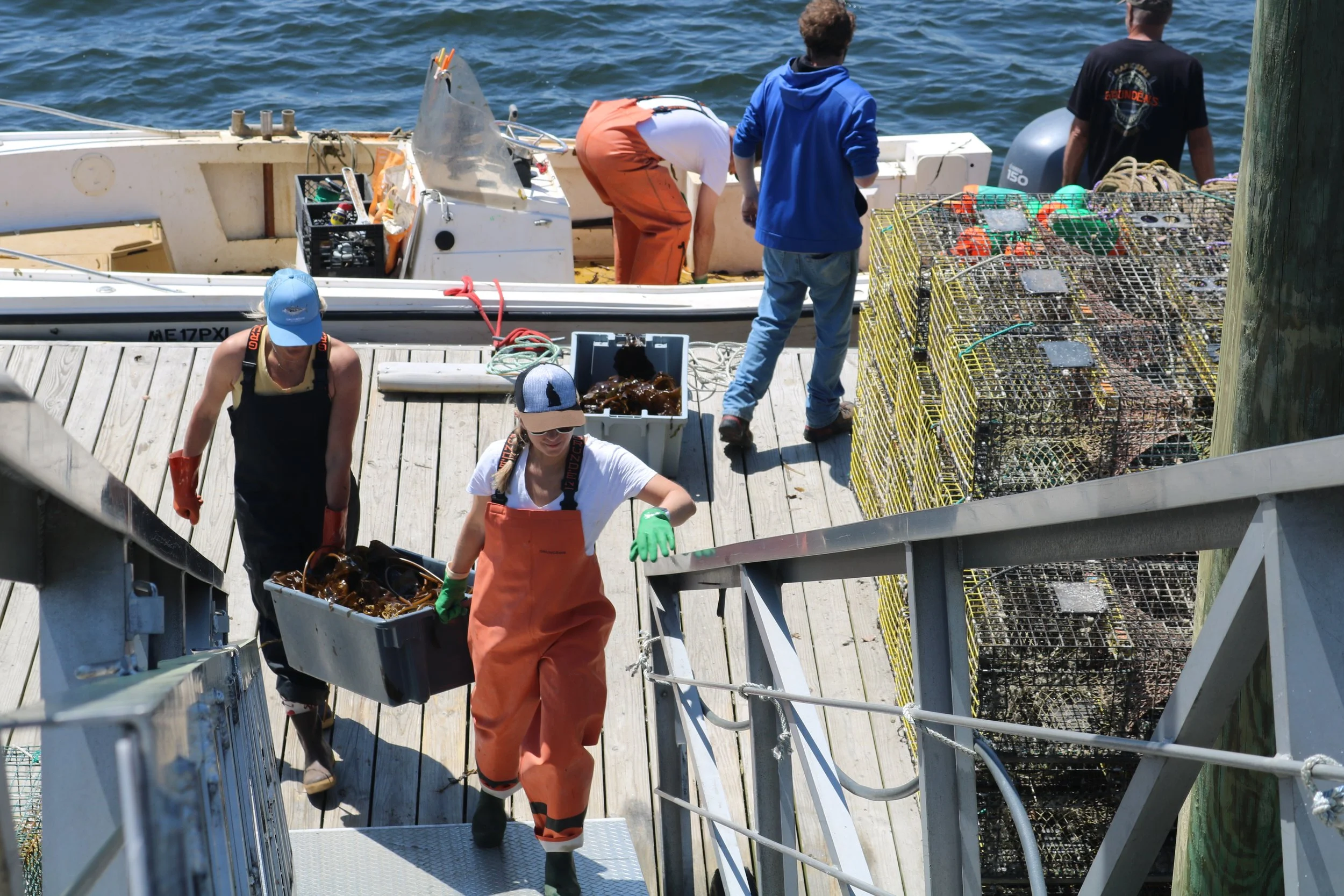 Potter and Rosen carry kelp buckets up the dock stairs.JPG