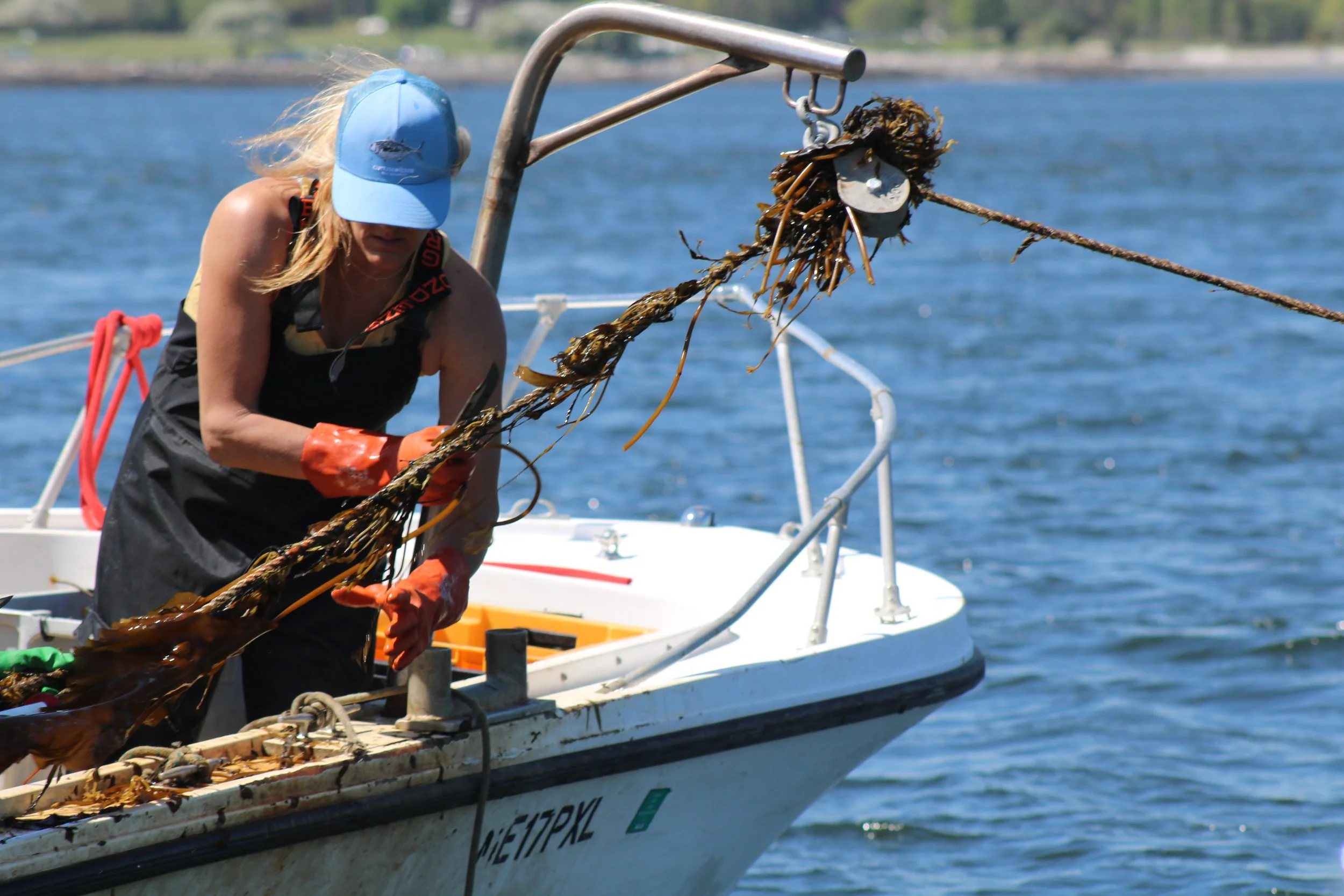 Potter working to harvest kelp from lines.JPG