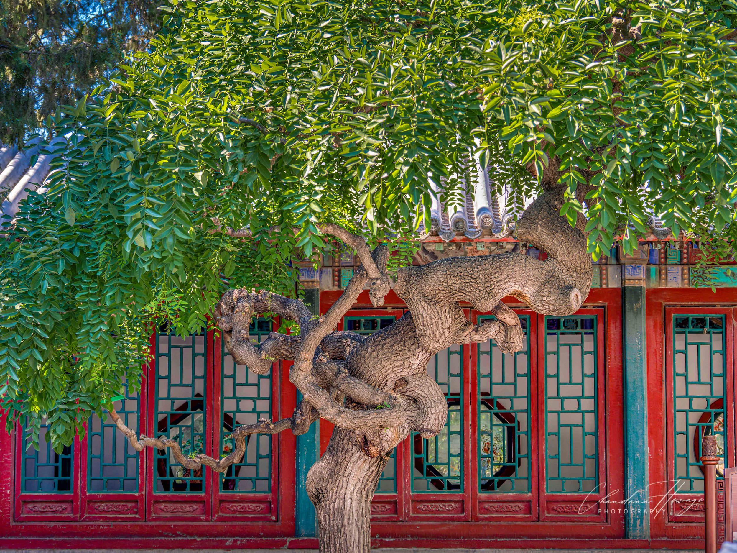 Ancient Chinese Scholar tree, standing in front of a traditional palace hall.