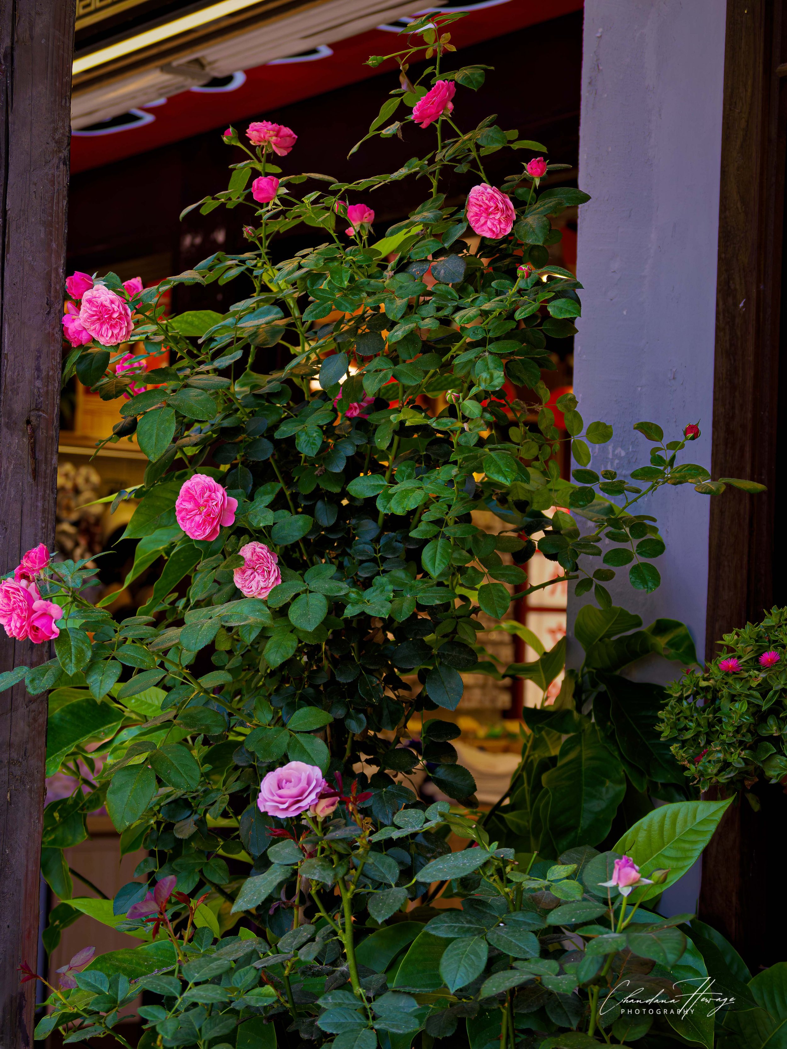 OM 12-100mm f-4 camera color-51.jpg