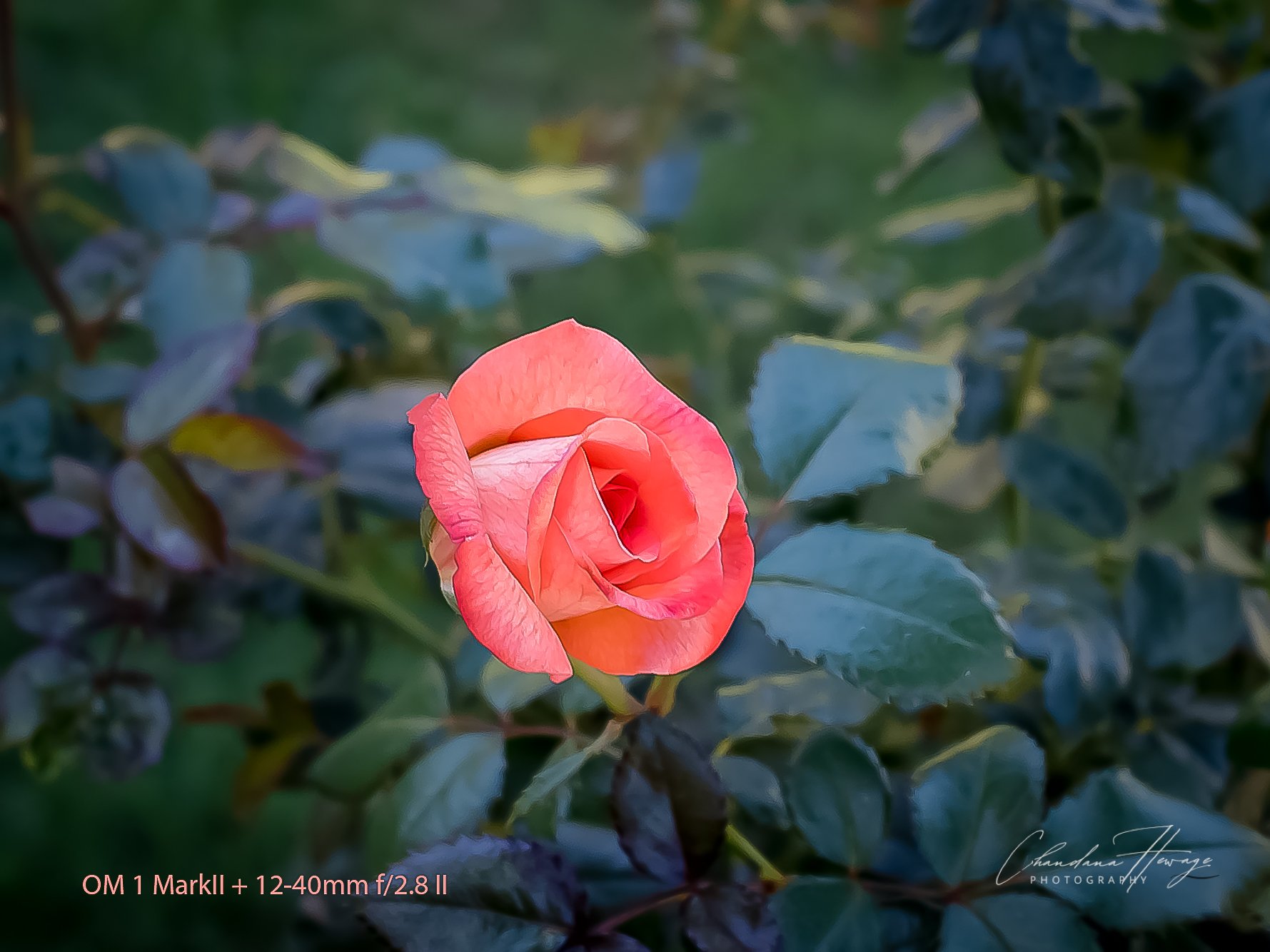 OM f-4 12-100mm-1-3.jpg