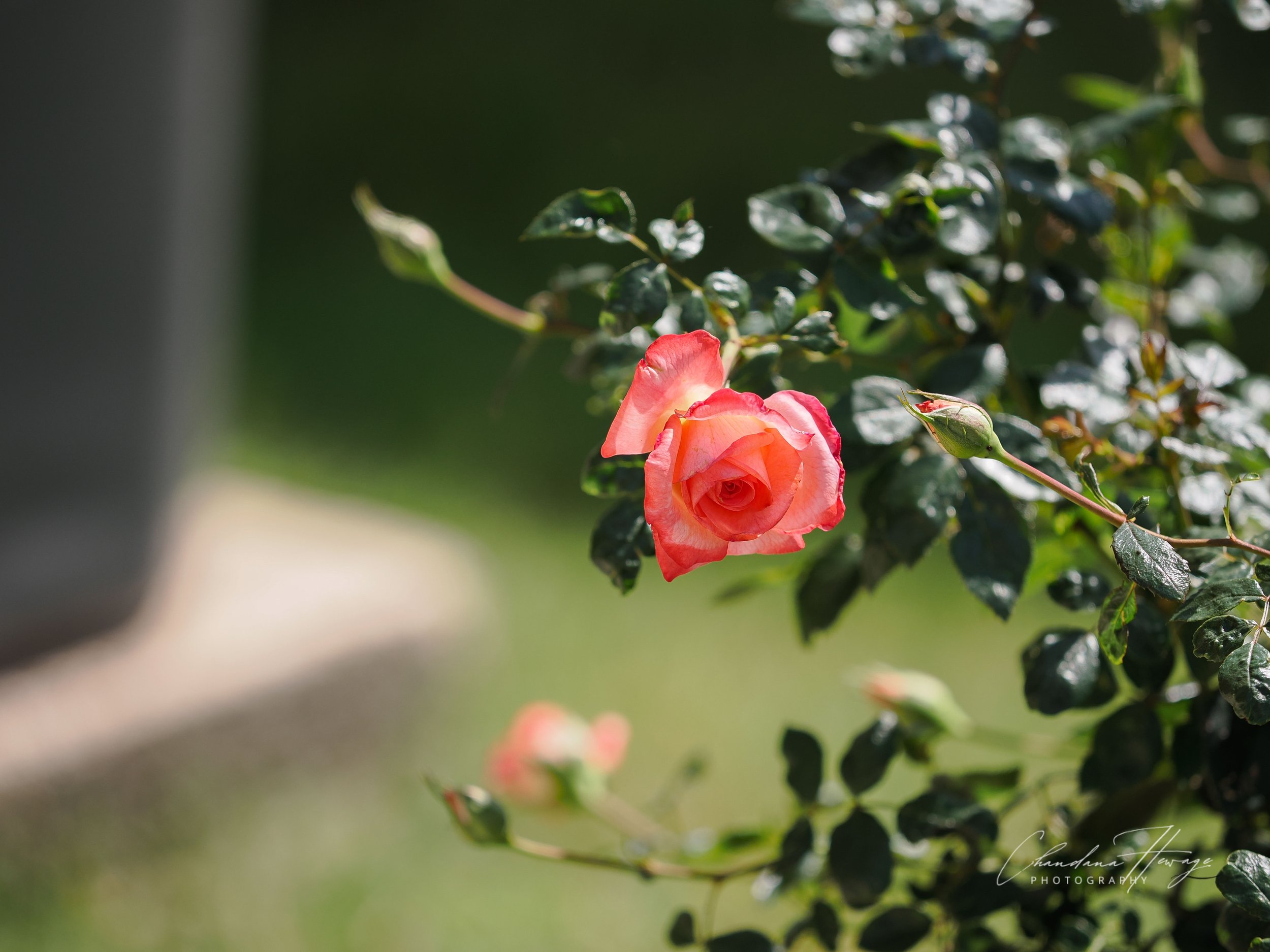 OM 40-150 JPG f2.8-1.jpg