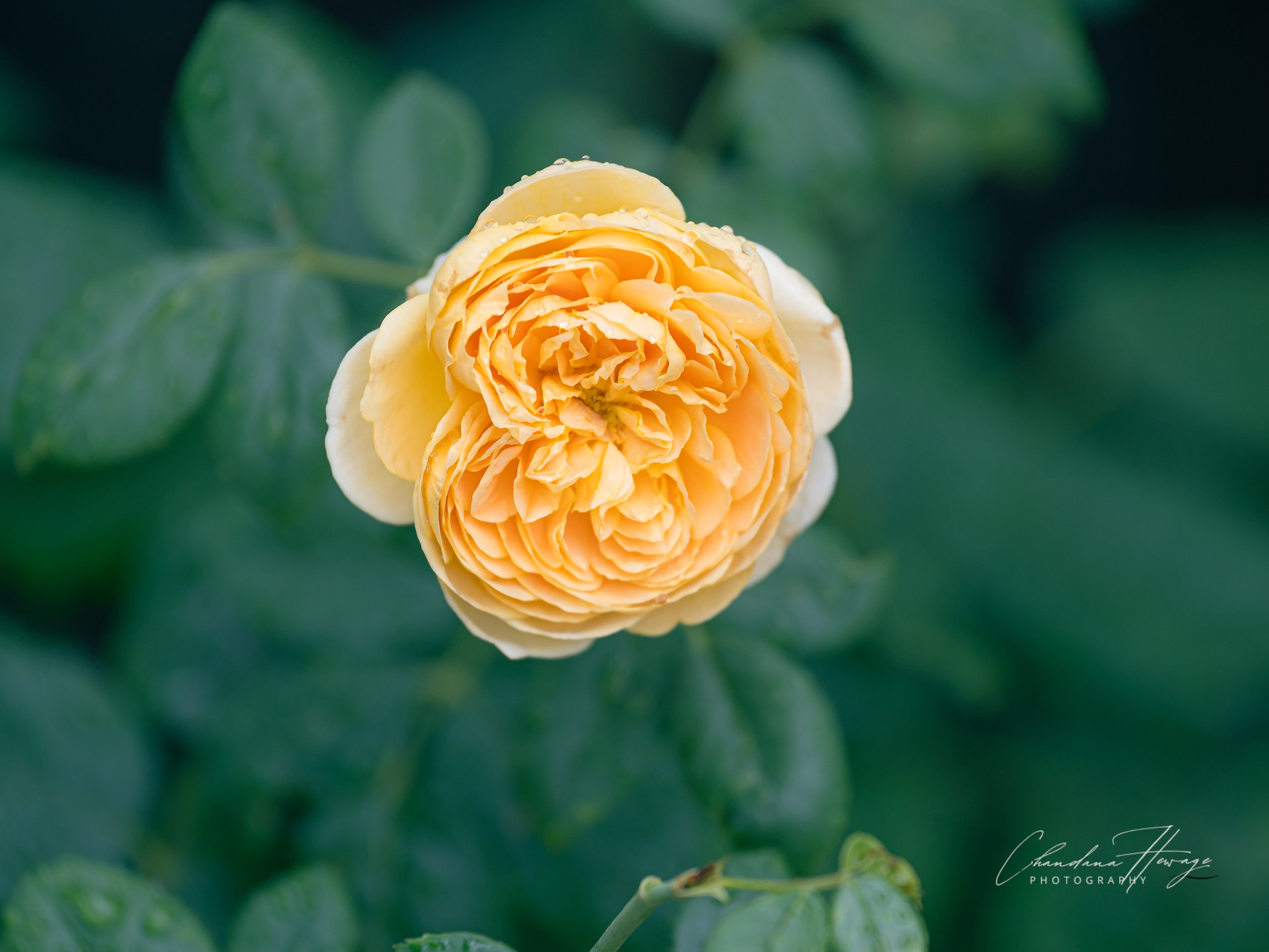 50-200 f-2.8 1-400-1.jpg
