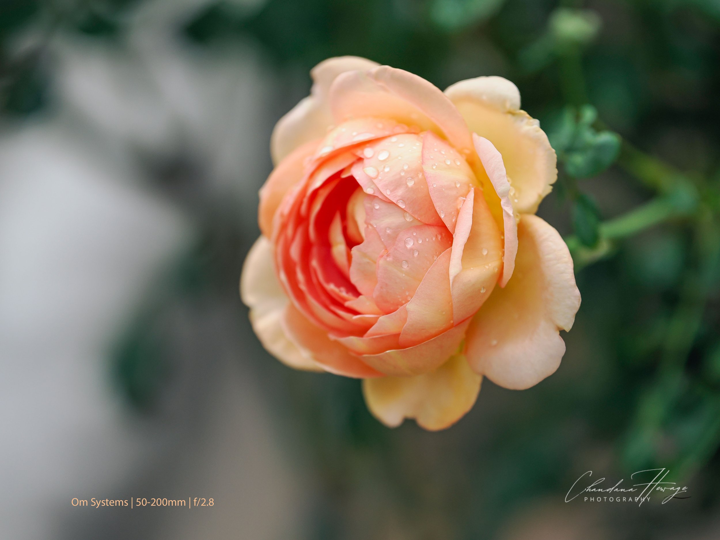 50-200 f-2.8 1-400-1-3.jpg