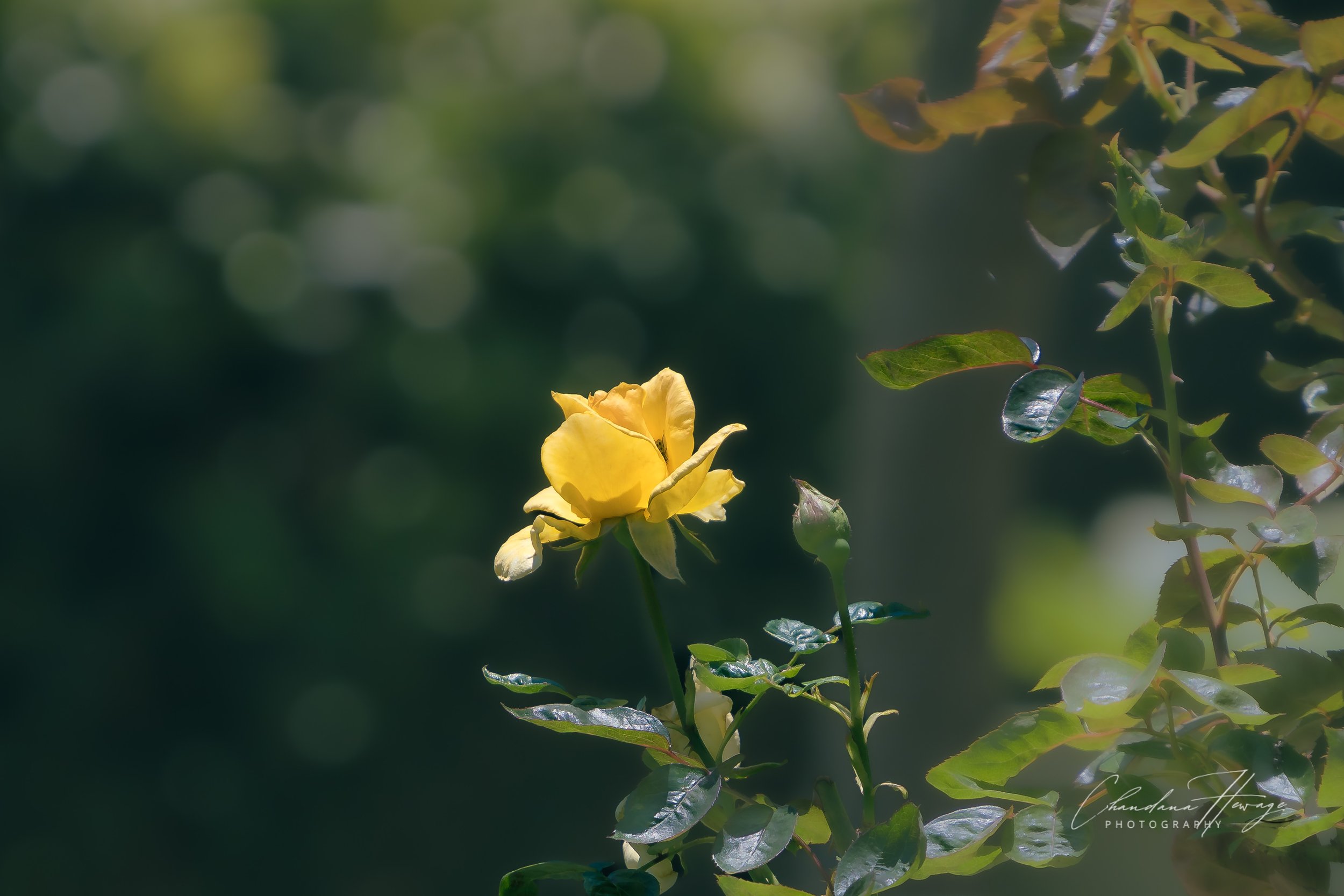 OM 50-200 at 800mm f6.3-1-2.jpg