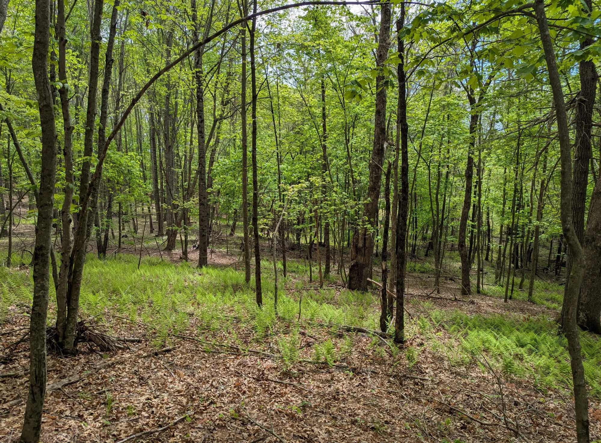 Forest trail in spring