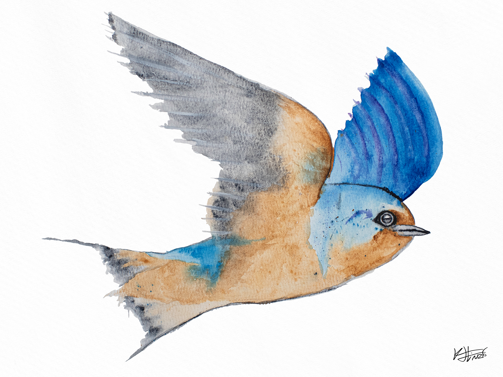 Barn Swallow 1 - Mockup.png