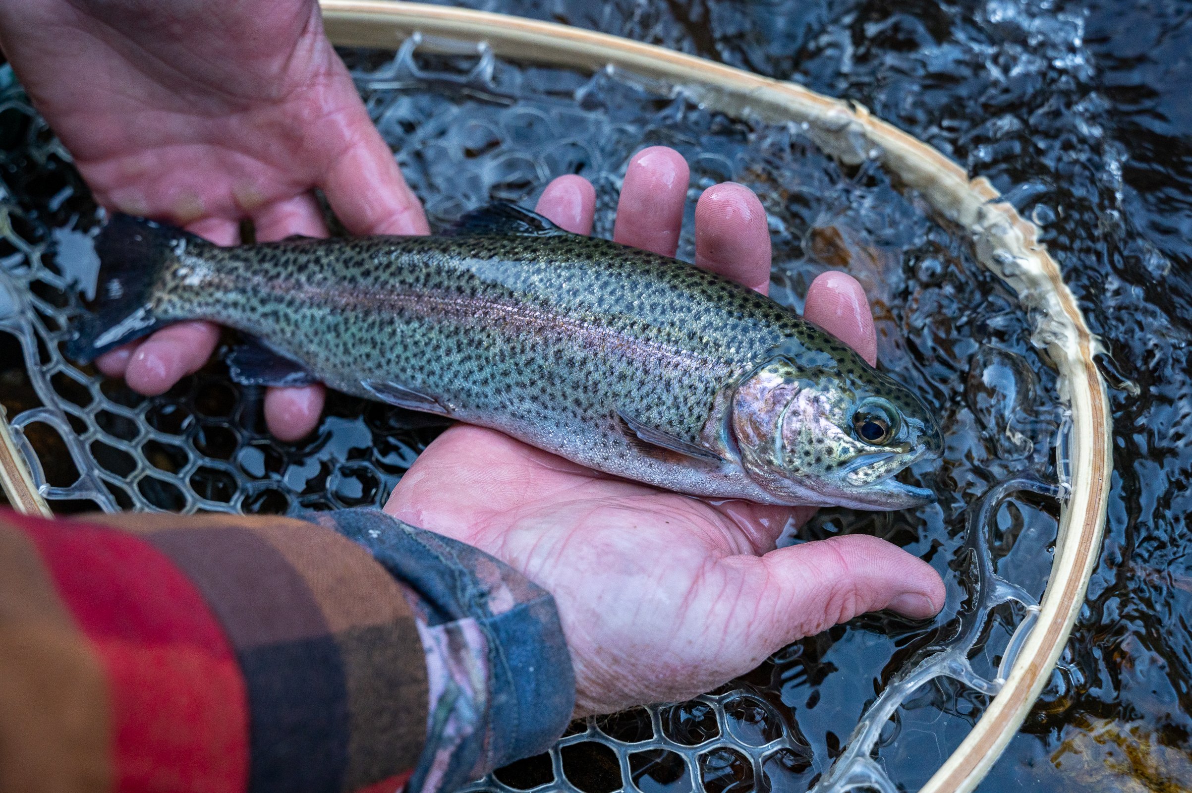 Brads Rainbow Trout-4.jpeg