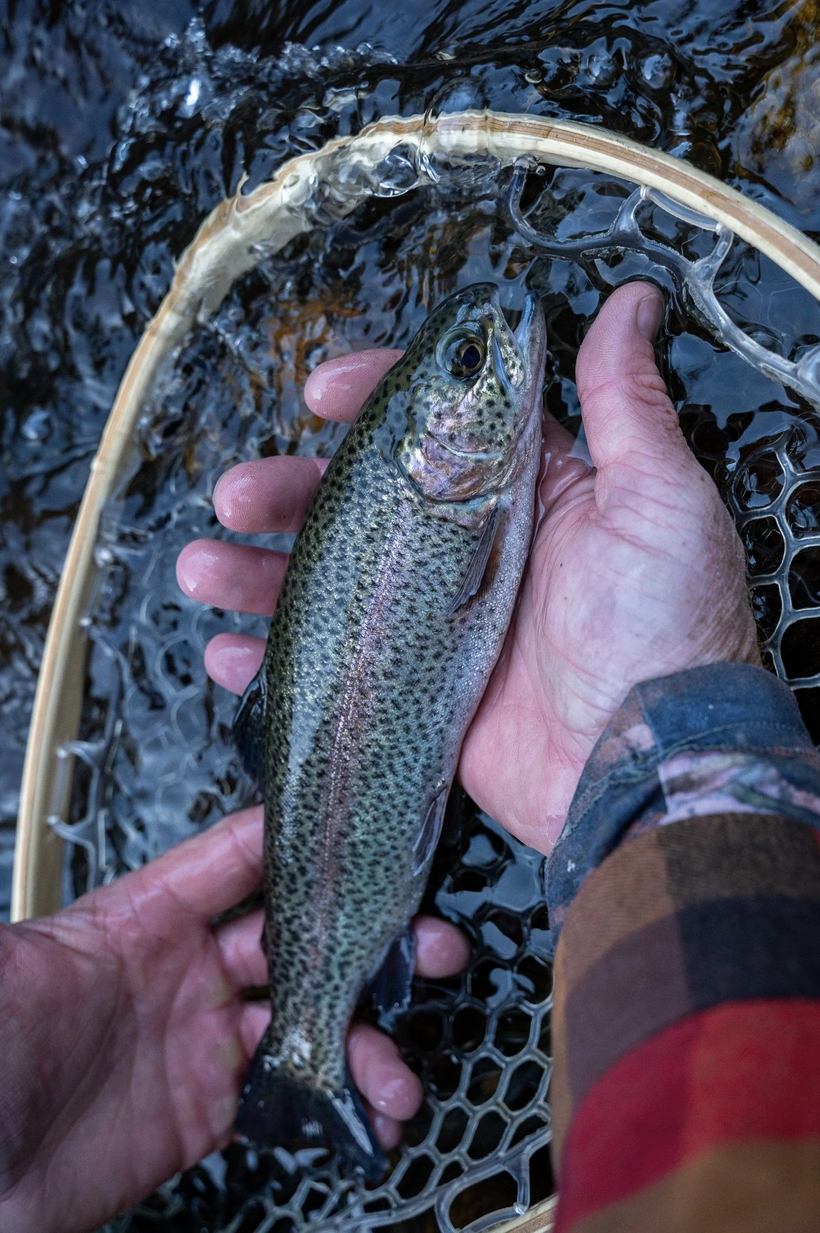 Brads Rainbow Trout-3.jpeg