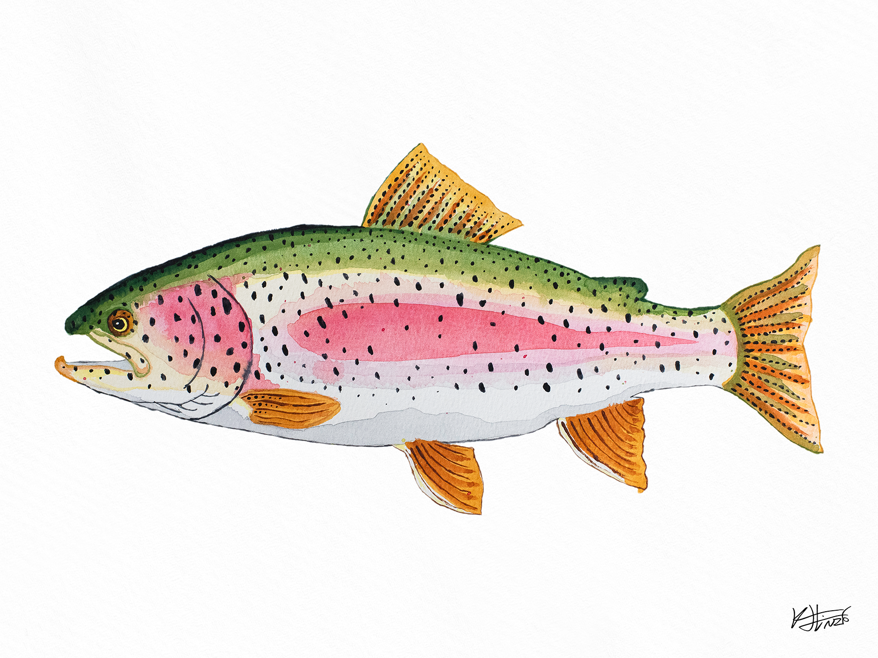 Winnie's Rainbow Trout - Fine Art Print