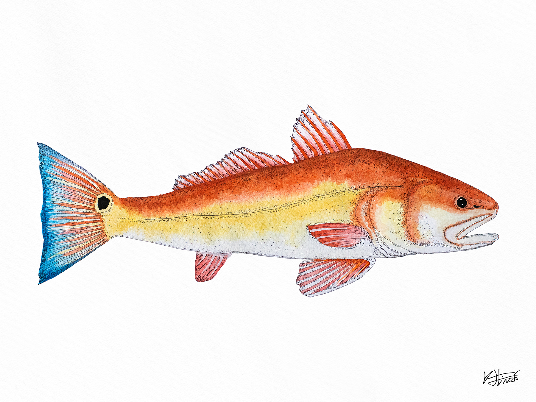 Redfish One - Fine Art Print