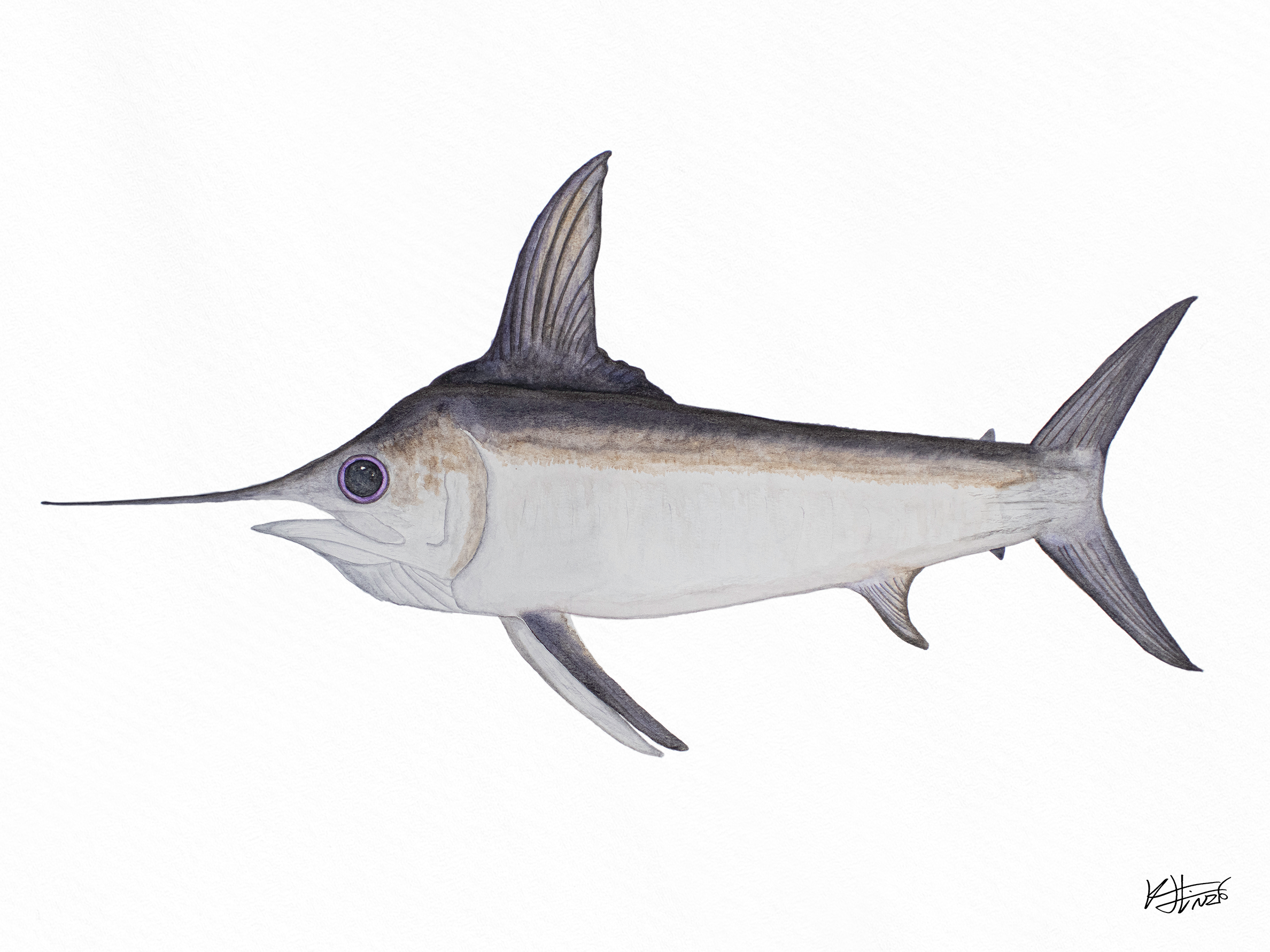 Swordfish One - Fine Art Print