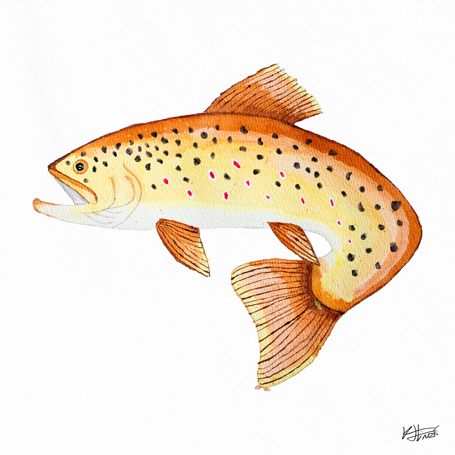 Brown Trout One - Fine Art Print