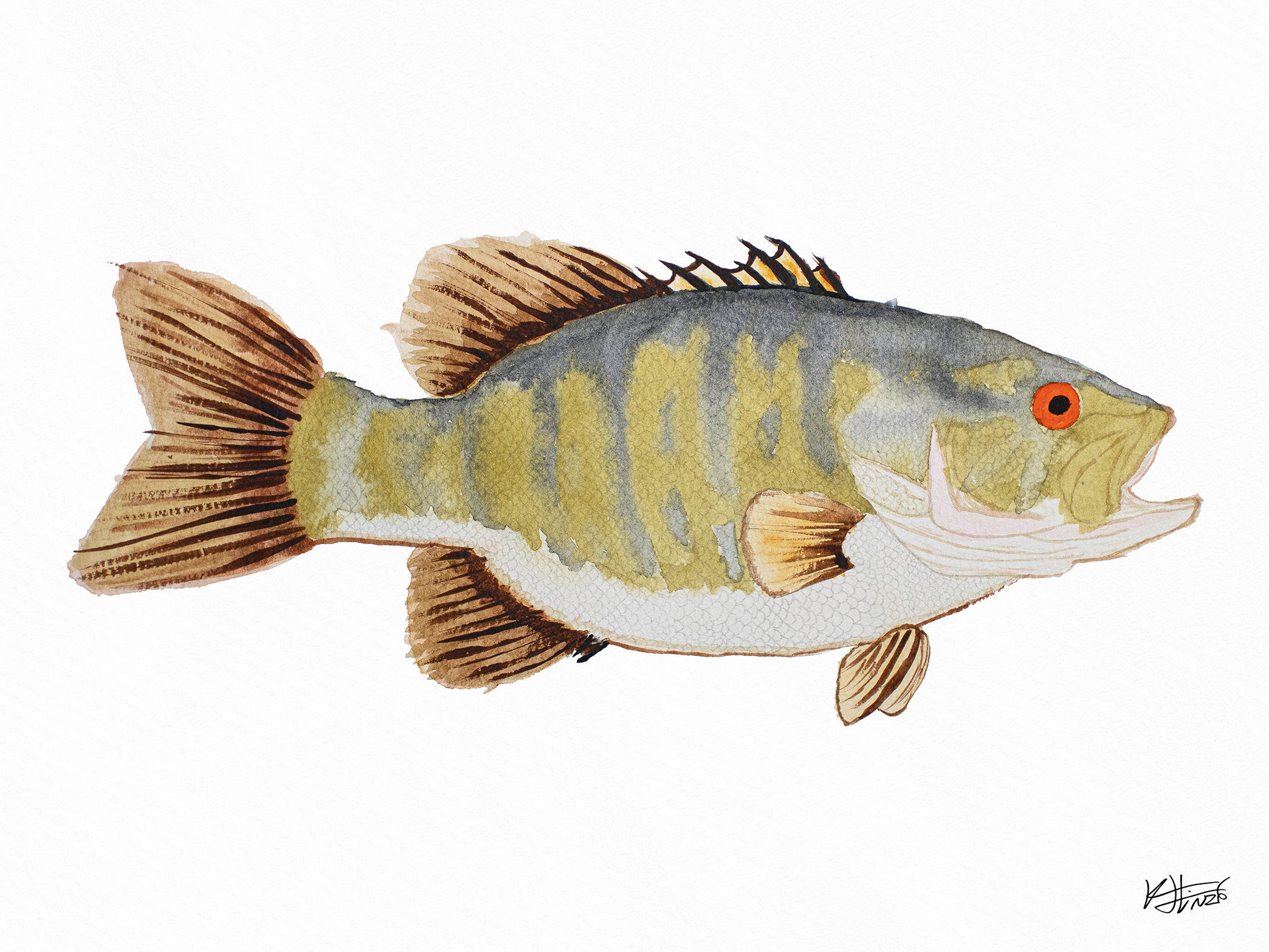 Smallmouth One - Fine Art Print