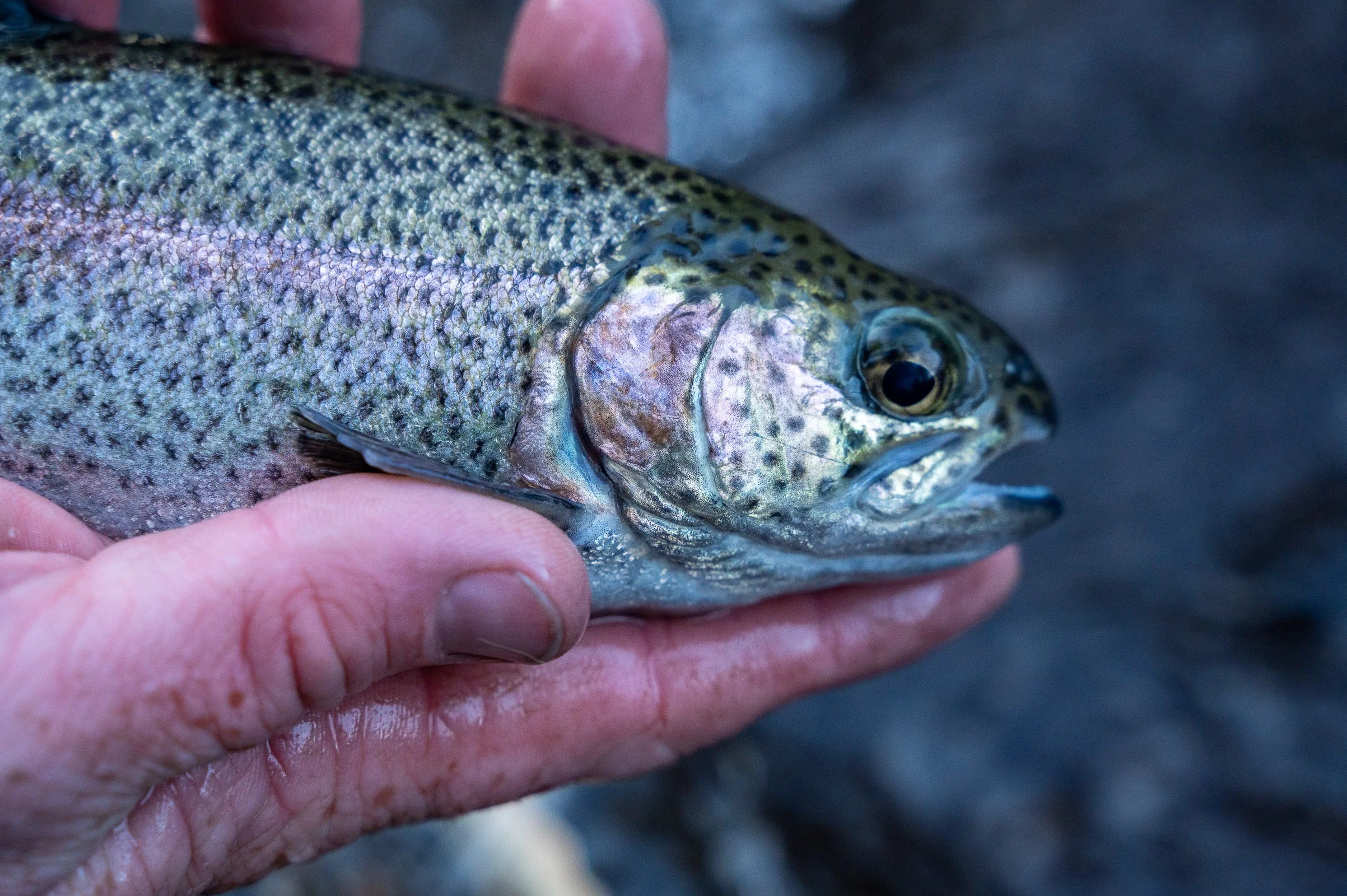 Brads Rainbow Trout-9.jpeg