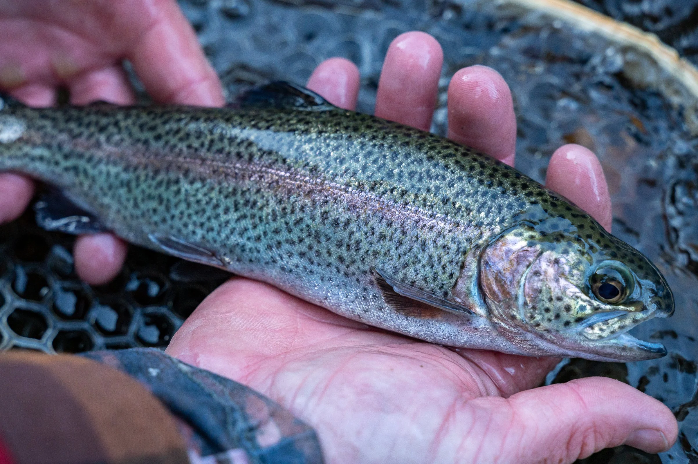 Brads Rainbow Trout-5.jpeg