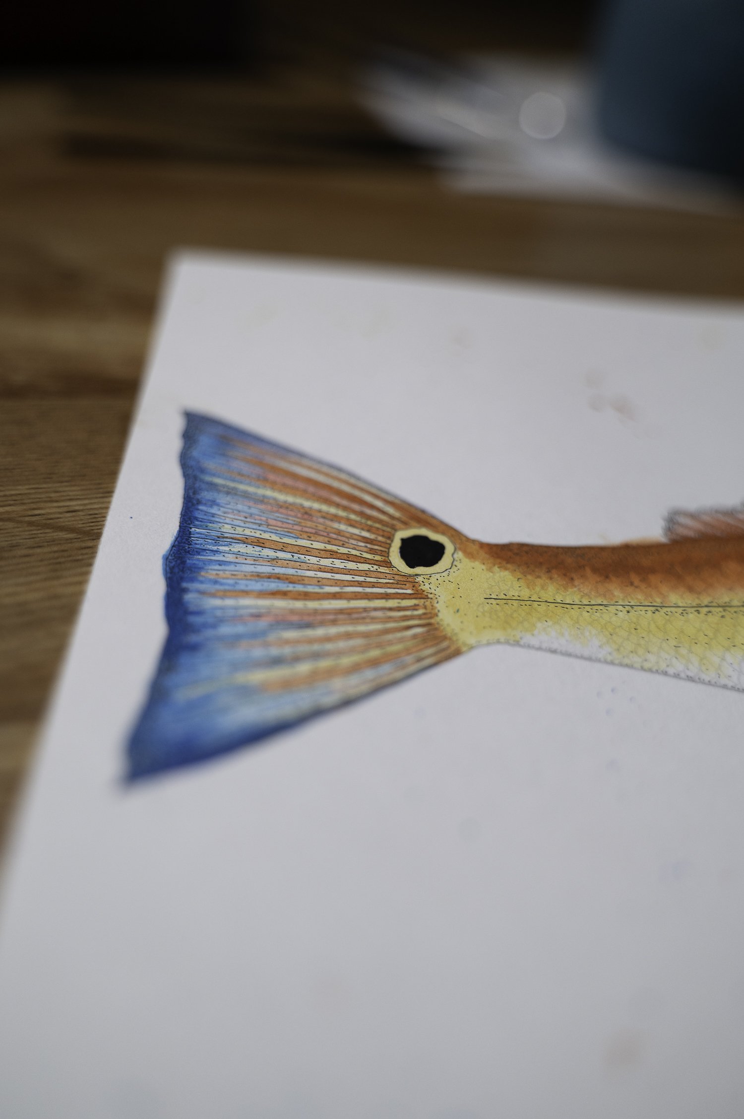 REdfish 1-3.jpeg
