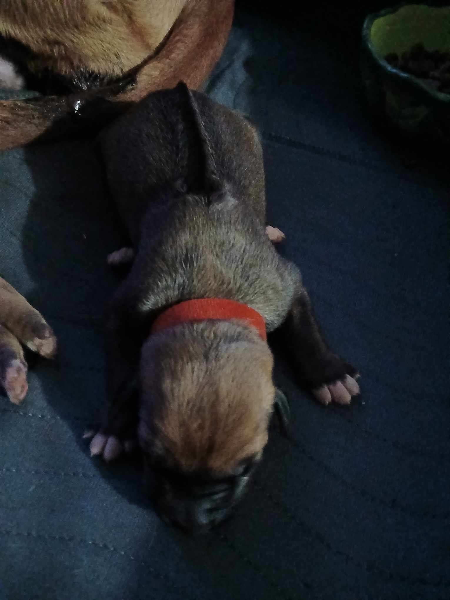 Red Boy